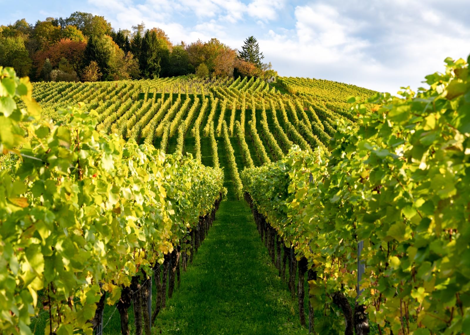 3x2.5m Toile de Fond de vignoble d'automne,vignes Vertes,arrière-Plan de Photographie,vignes de Campagne,Paysage de vignoble,décor de fête de récolte,Accessoires de Studio Photo de Portrait