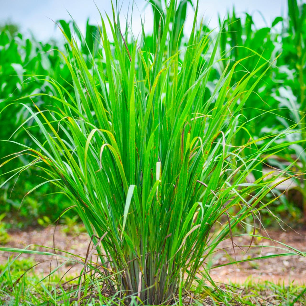 GROMAX Lemon Grass Seeds - Organic F1 Hybrid, High Germination, Lemon Grass for Herbal Tea, Plant Seeds -30 Seeds (B0D7ZZD3GM) Amazon Price History, Amazon Price Tracker
