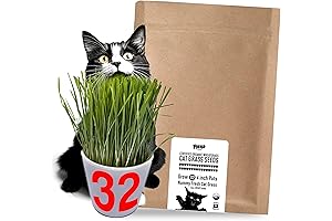 CAT Grass Seeds | Grow *32* Pots of Edible Cat Grass for...