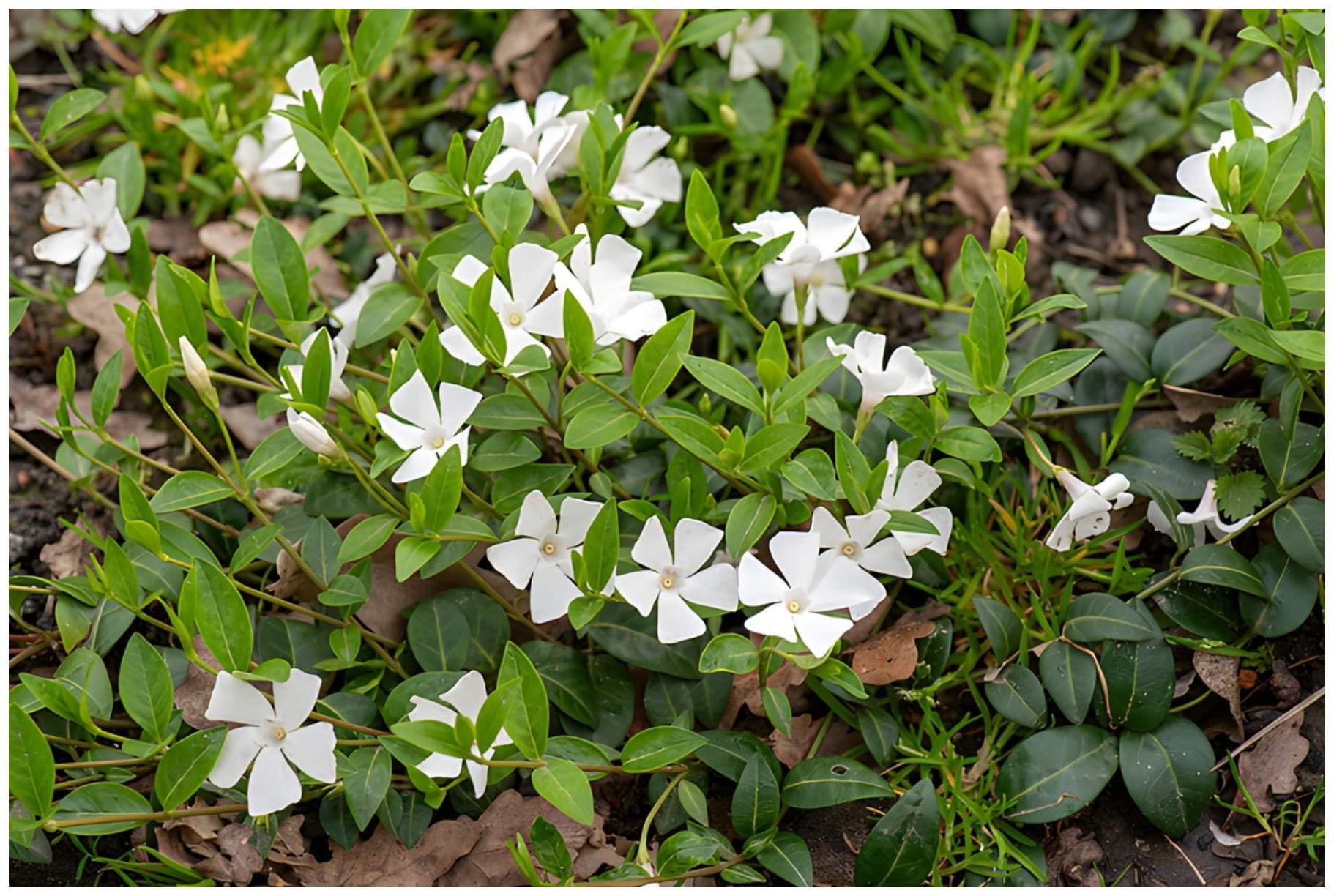 Stauden Gänge 50 x Vinca minor 'Gertrude Jekyll' Immergrün winterhart