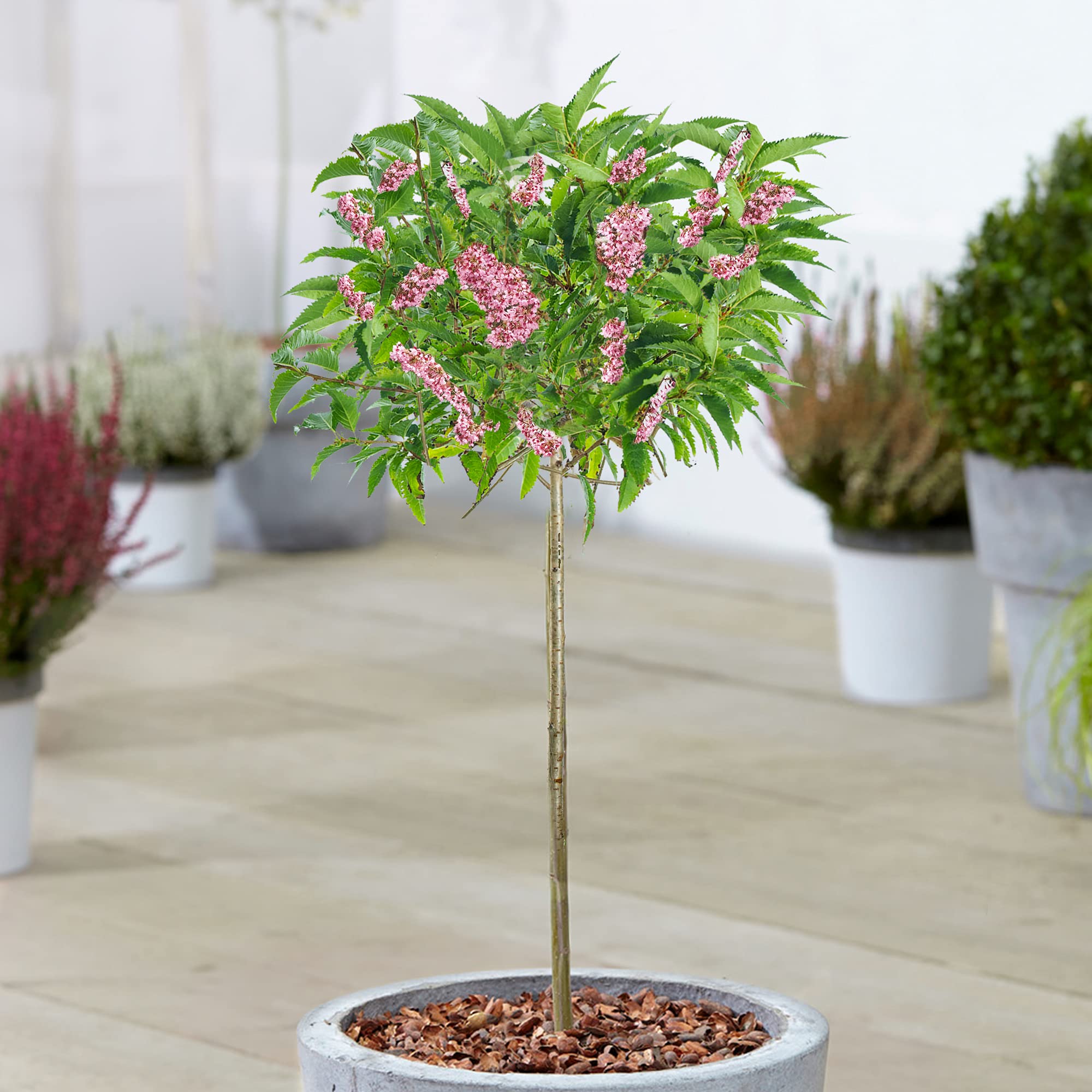 Prunus Okame | Small Flowering Cherry Ornamental Patio Trees for Small Gardens (70-80cm (Incl. Pot))