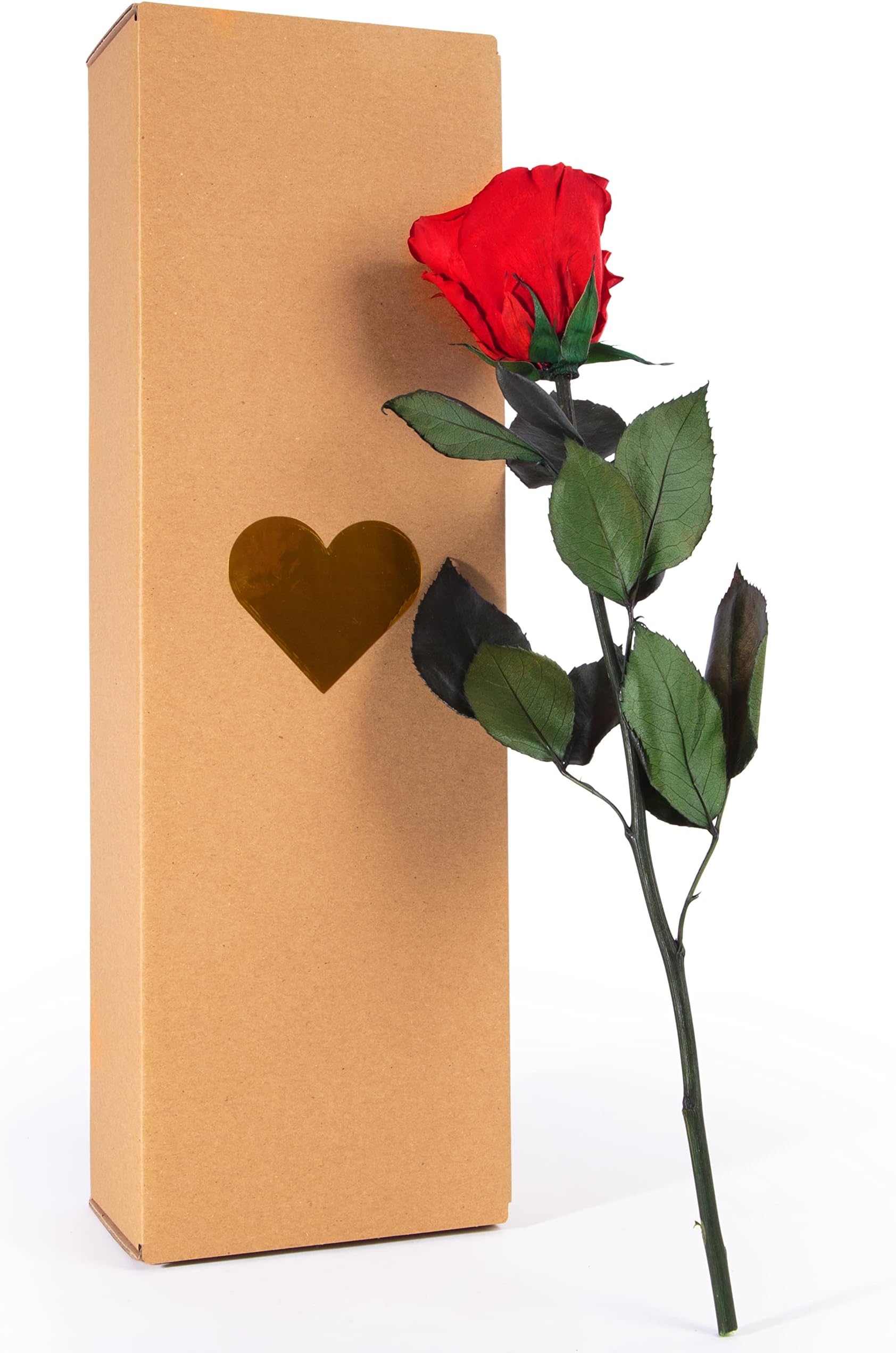 Une Rose Blanche éternelle Naturelle Préservée Avec Tige 55 Cm Pour Femme, Maman, Petite Amie, Grand-mère - Fleurs Infinies Pour Anniversaire