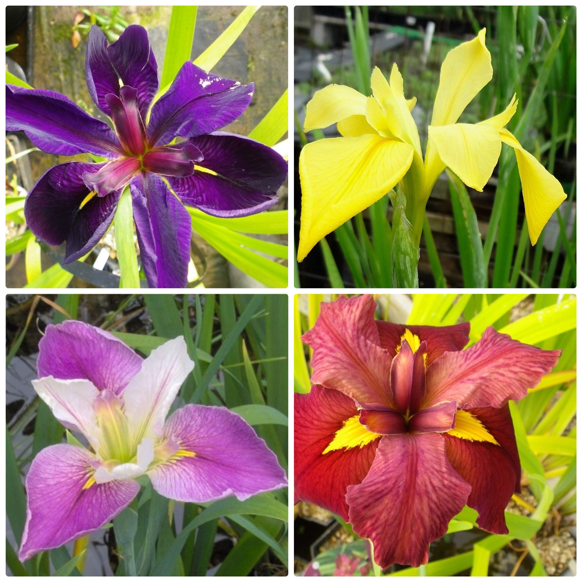 AquaLeaf Louisiana Iris Bundle