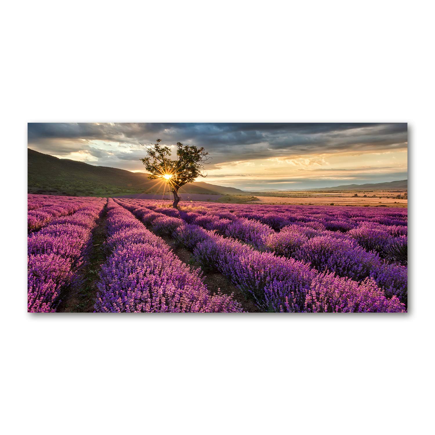 Tulup Impression sur Verre de 120x60 cm Image Tableau Photo décorative panoramique pour la Cuisine et Le Salon - Paysage - Champ De Lavande - Violet