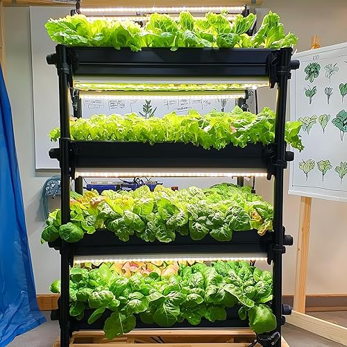 Miniatura 9 de Más de 20.000 semillas de lechuga, semillas de vegetales de invierno tradicionales para plantar en interiores y exteriores, 10 variedades de