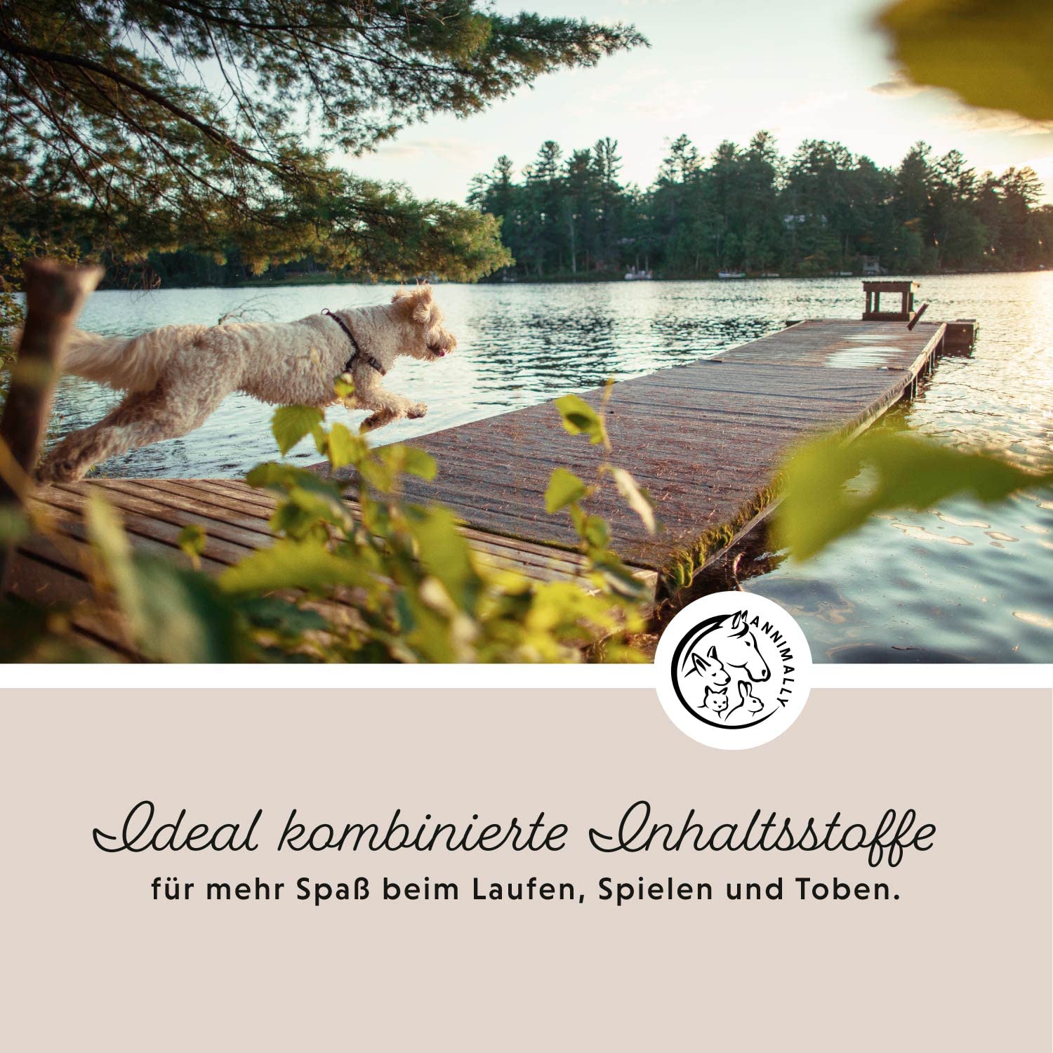 Annimally Gelenke Pulver für Hunde 300g mit MSM, Grünlippmuschel und Kollagen - Gelenkpulver mit Collagen für den Hund Alternative zu Tabletten