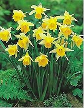 GARTHWAITE NURSERIES® : - UK Stockist : - 50 Lobularis Narcissus Wild Daffodil Bulbs (Lent Lily) Hardy Spring Dwarf Perennial (Ideal for Naturalising)