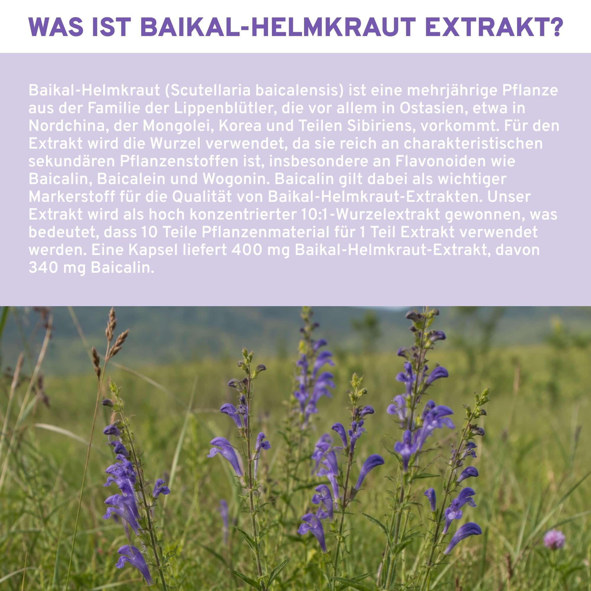 QIDOSHA® Baikal Helmkraut Extrakt mit einzigartigem 85% Baicalin-Gehalt - ganze 340 mg Baicalin pro Kapsel, vegan, 180 Kapseln im Apothekerglas, deutsche Fertigung, jede Charge Labor geprüft