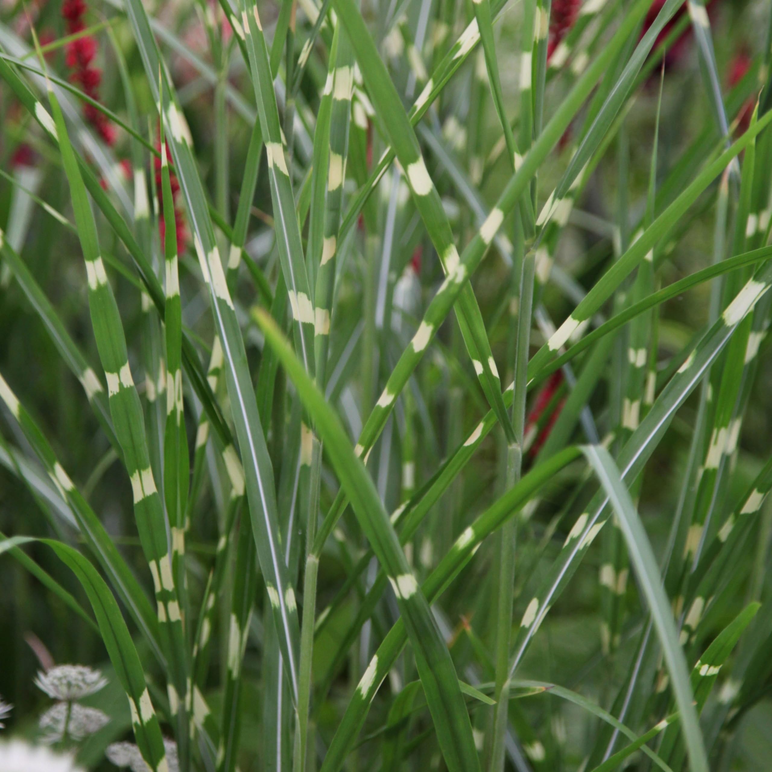 Plant Theory 9cm Pot Miscanthus Sinensis Zebrinus Zebra Grass Plant