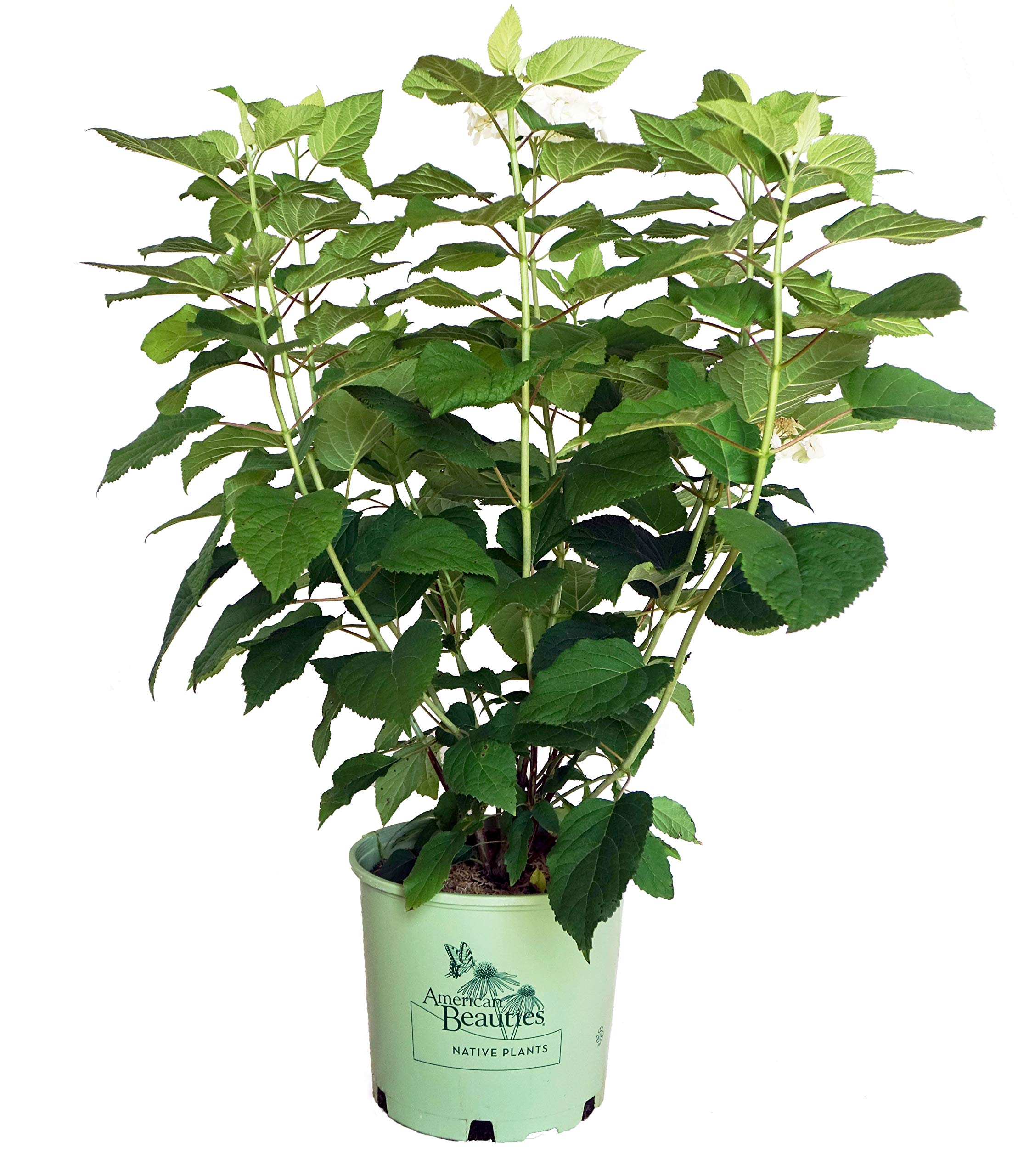 Haas Halo Smooth Hydrangea