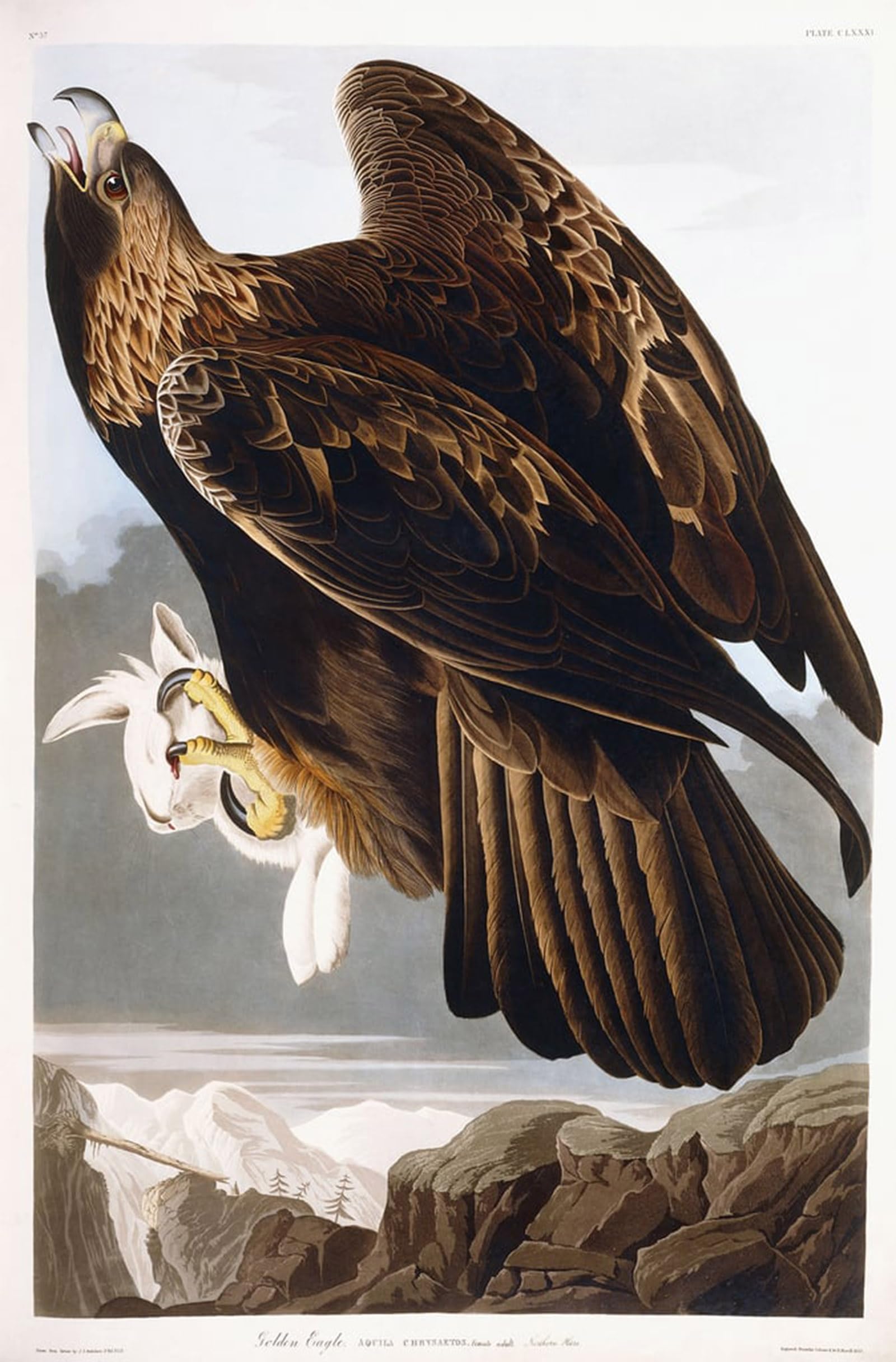 POSTERIIk Famous Print Pop Art Wall Art Graffiti GoldenBirdby John Jamess Audubon Art Prints for Home Decor 60x90cm