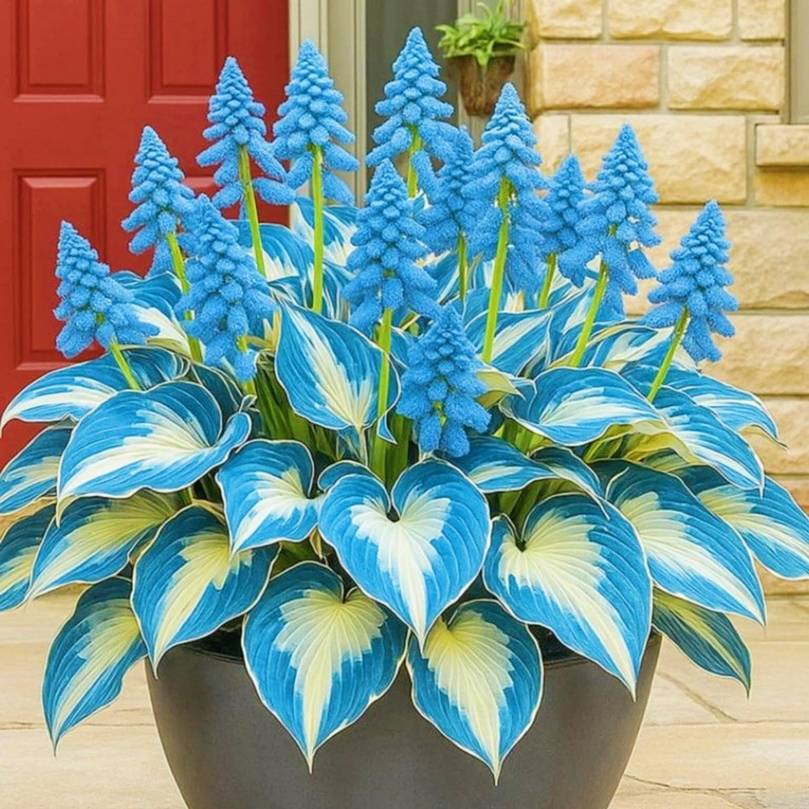 Hosta Bulbs for Planting, Hardy Perennial, Excellent Display, Mix Greening Flower, Natural Organic, Wedding, Balcony Garden, Landscape Design-15 Bulbs-G