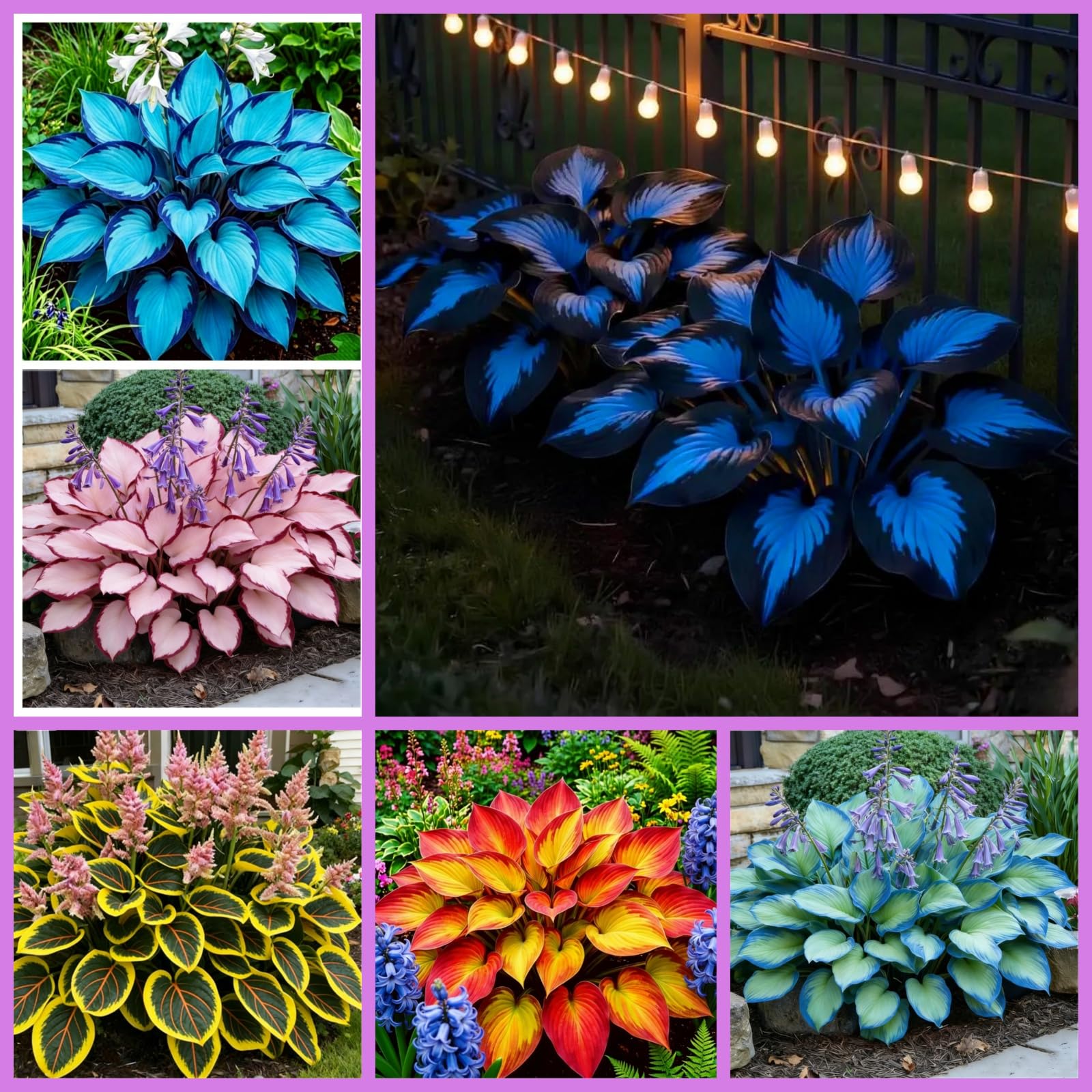 Midnight Blue Heart-Shaped Hosta, a clumping, Shade-Tolerant, and Easy-to-Care-for Plant, is Suitable for Outdoor Gardens and Potted-8 Bulbs-A