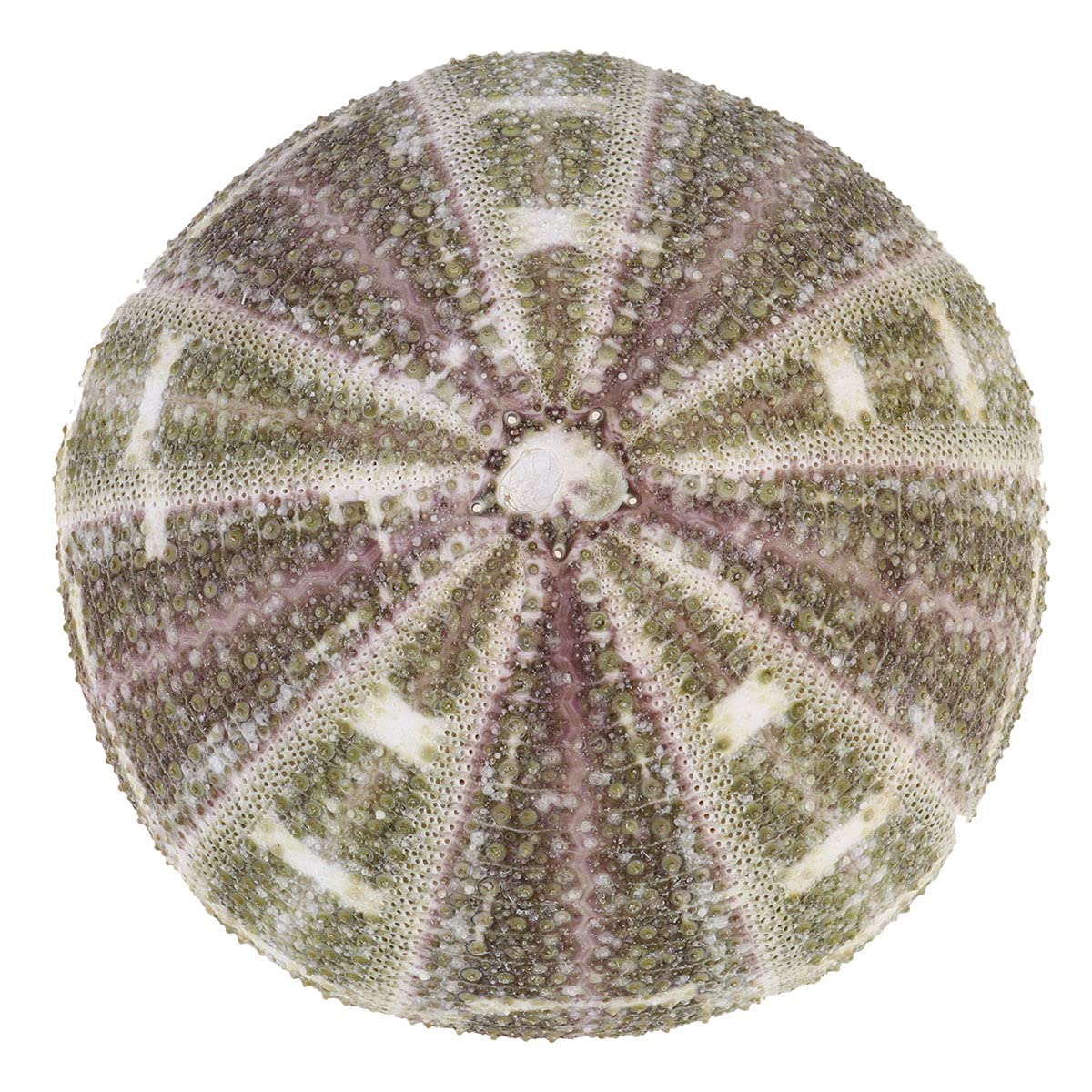 Garnetck - Conchiglia di riccio secca al mare, decorazione, decorazione per la casa, tema, spiaggia, feste, decorazione per matrimonio, supporto per piante d'aria, 2 pezzi