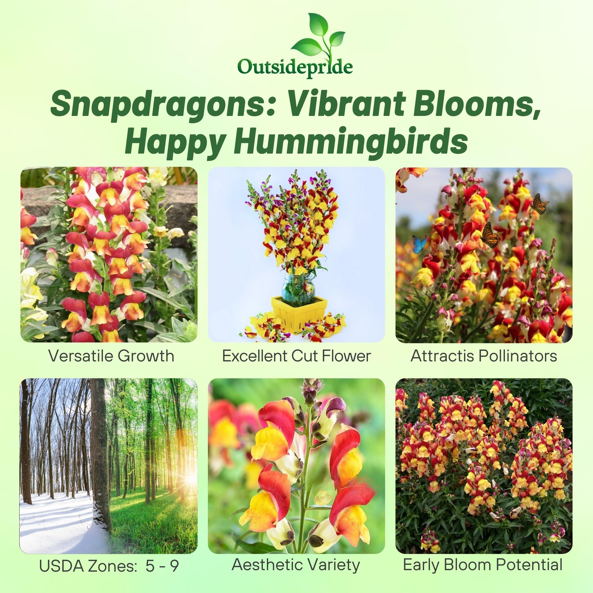 Amazon.com : Outsidepride Oriental Lanterns Snapdragon Seeds - 500