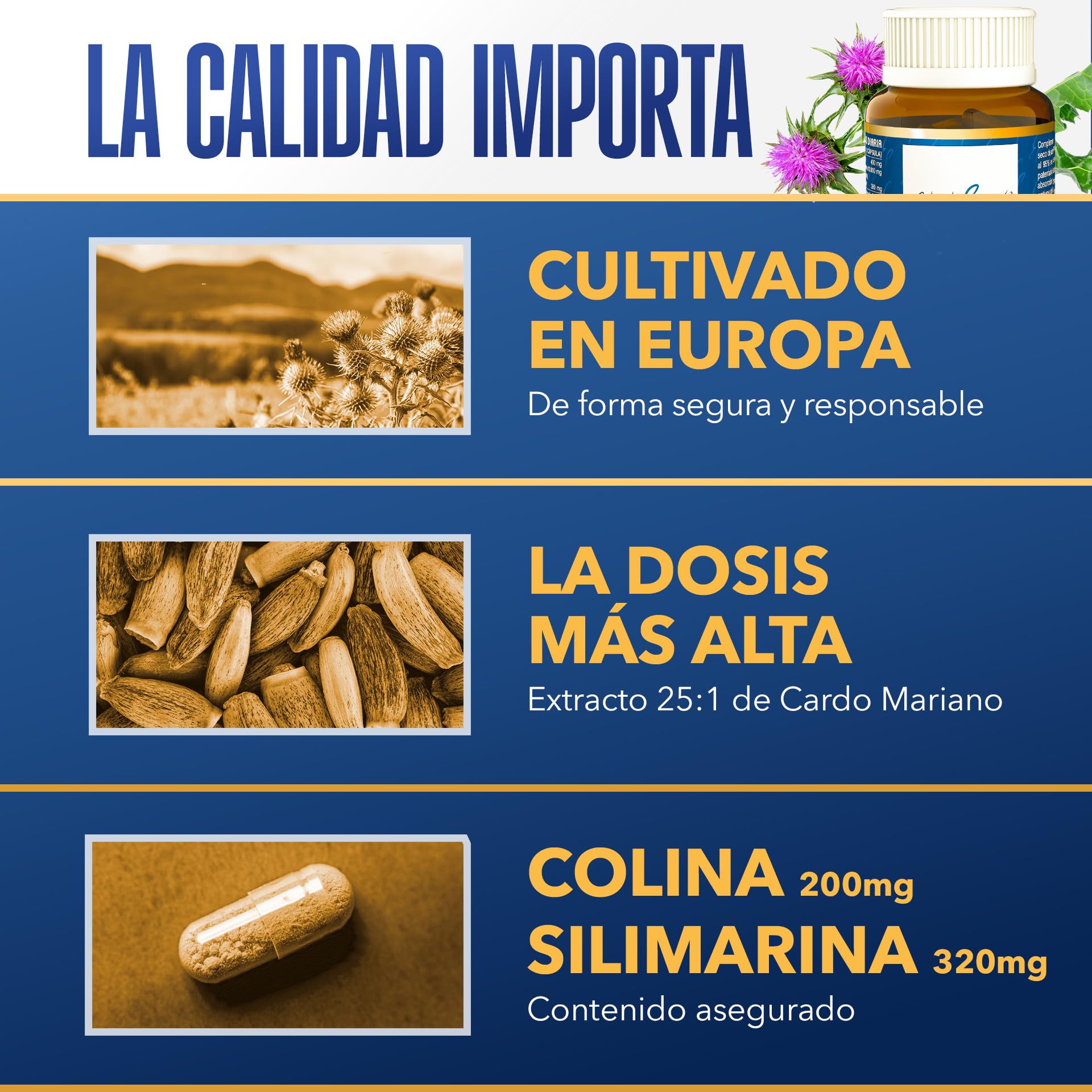 Cardo Mariano Estado Puro 10000 mg | Extracto de Semillas Concentrado 25:1 con 80% Silimarina y Colina | Apoyo para el Hígado, Limpieza y Detox | 80 Cápsulas de Tongil