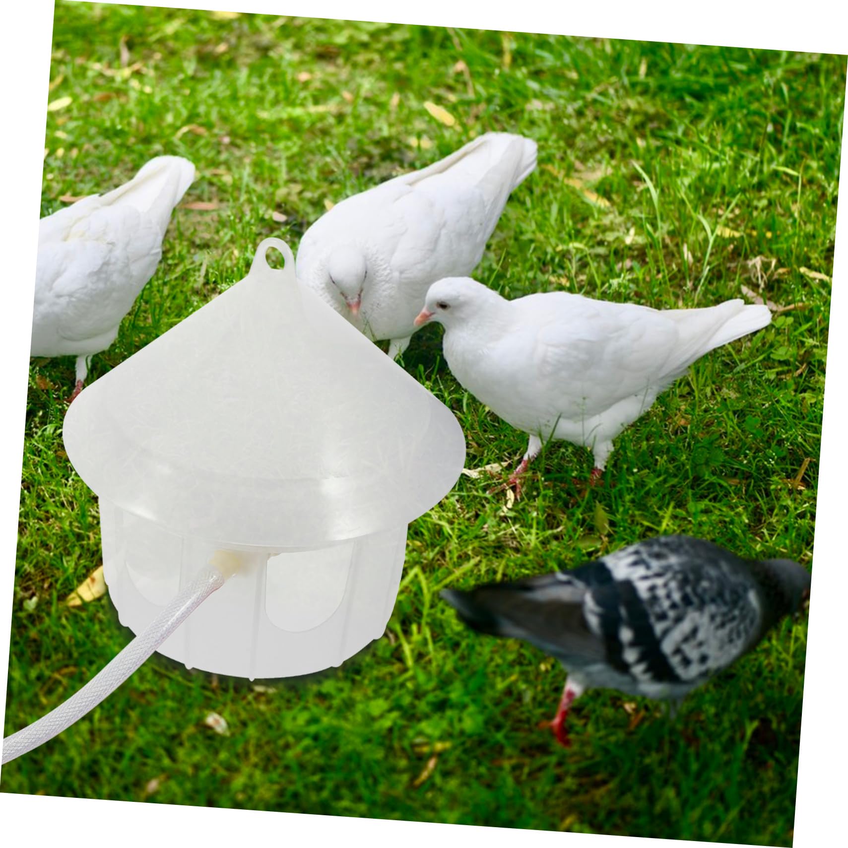 ORFOFE Dispensador Automático De Agua para Palomas Bebedero De Plástico para Aves Alimentador De Agua para Mascotas Sin Necesidad De Recarga para Palomas y Periquitos