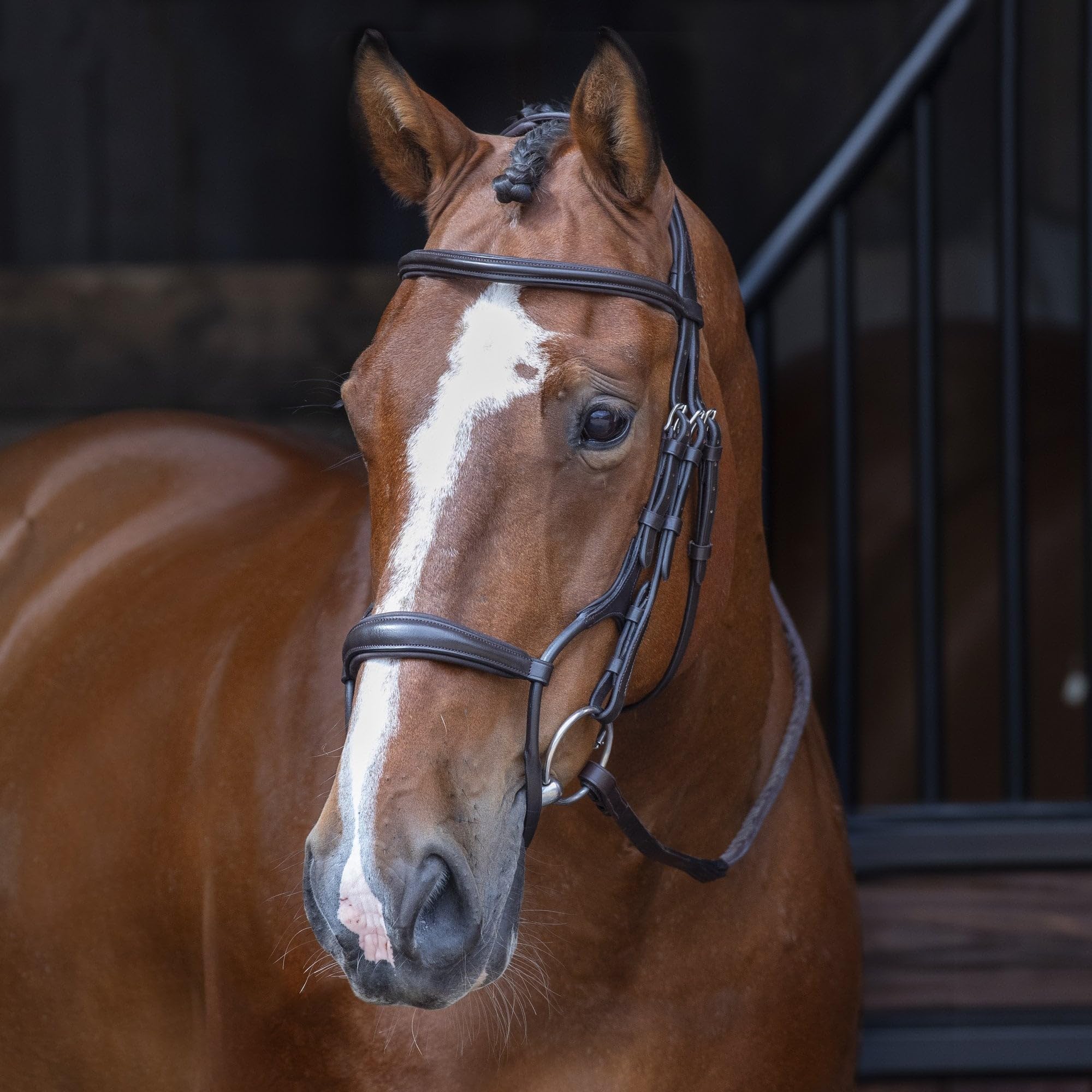 Shires Velociti - Brida acolchada enrollada para cavesson: Negro: Mazorca