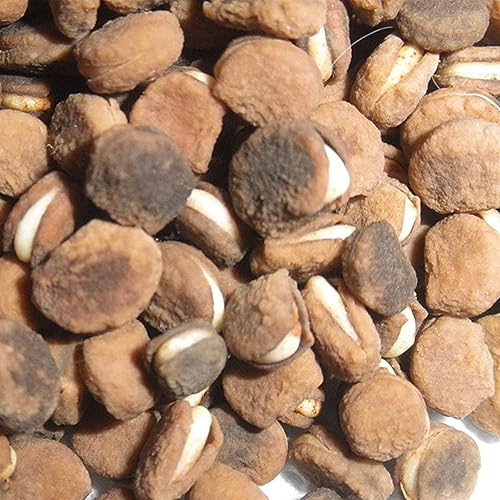 Miniatura 4 de QAUZUY GARDEN - 300 semillas de ginseng americano estratificadas Panax quinquefolium L, fáciles de cultivar, cultiva tu propio ginseng