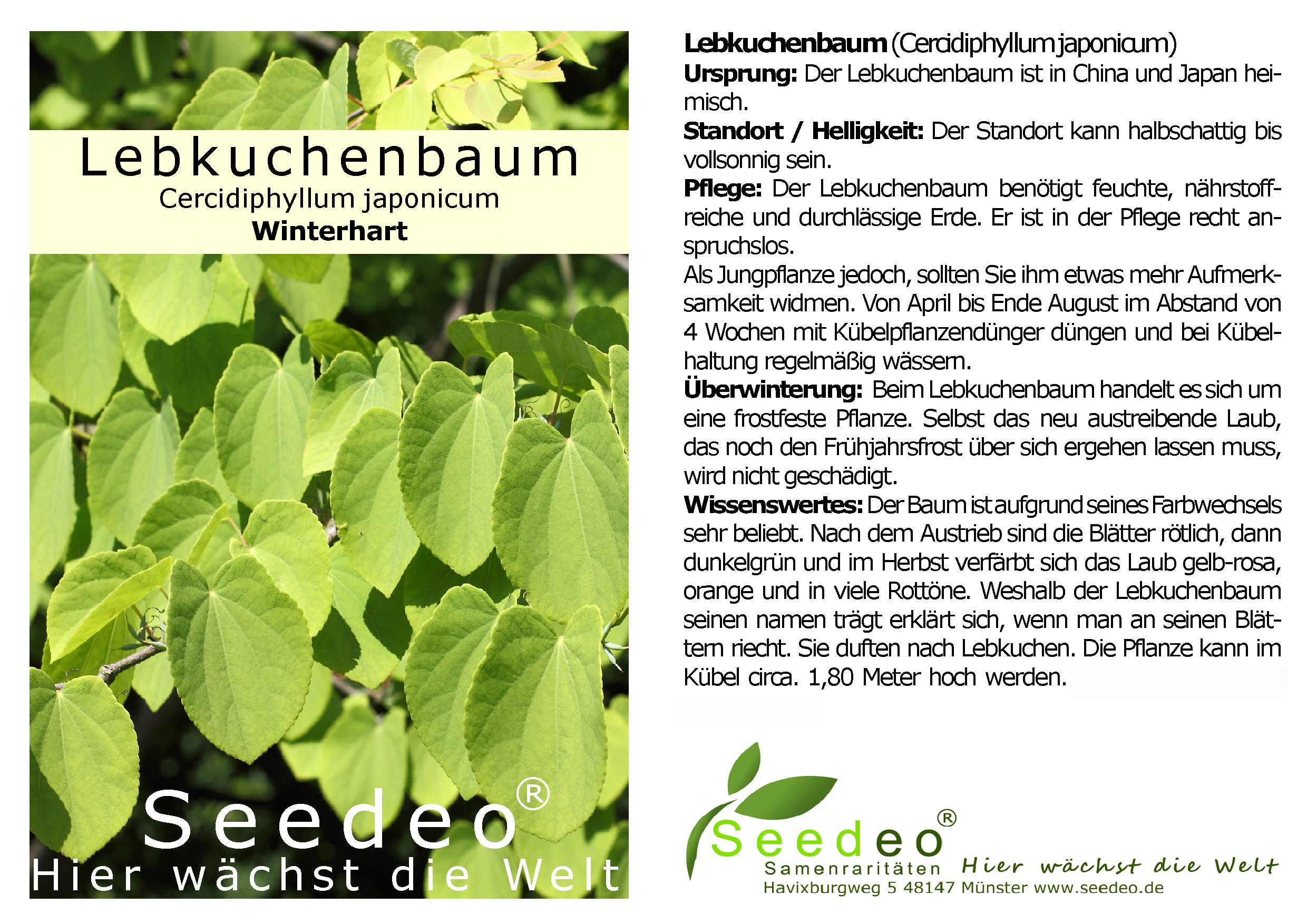 Seedeo® 3 Pflanzen für Deinen Indian Summer