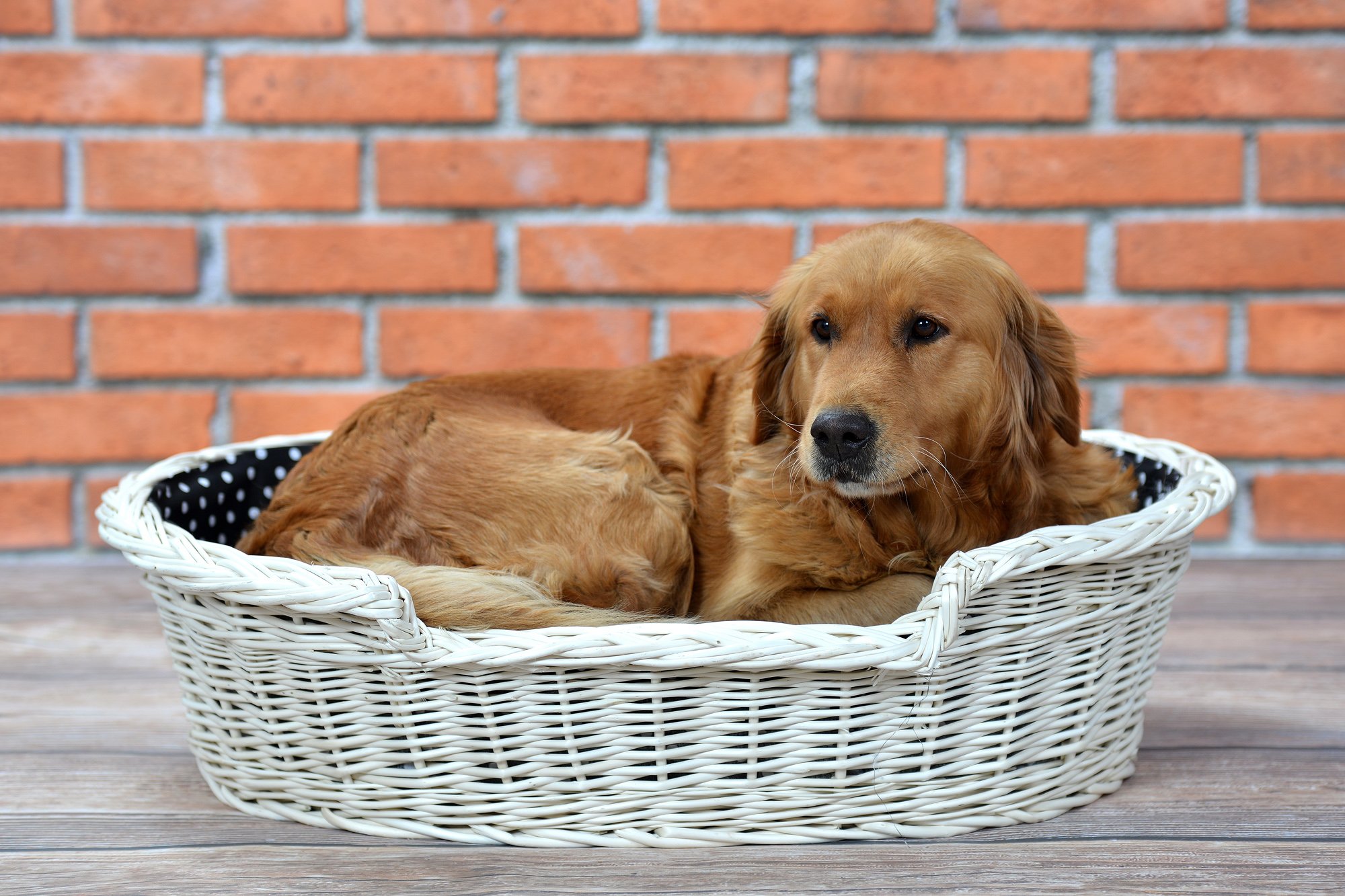 Cojinete de Mimbre para un Perro/Gato con un cojín Suave, una Tumbona para Animales, almacenes de Gatos/Perros, Cama para Perros/Cama para Gatos
