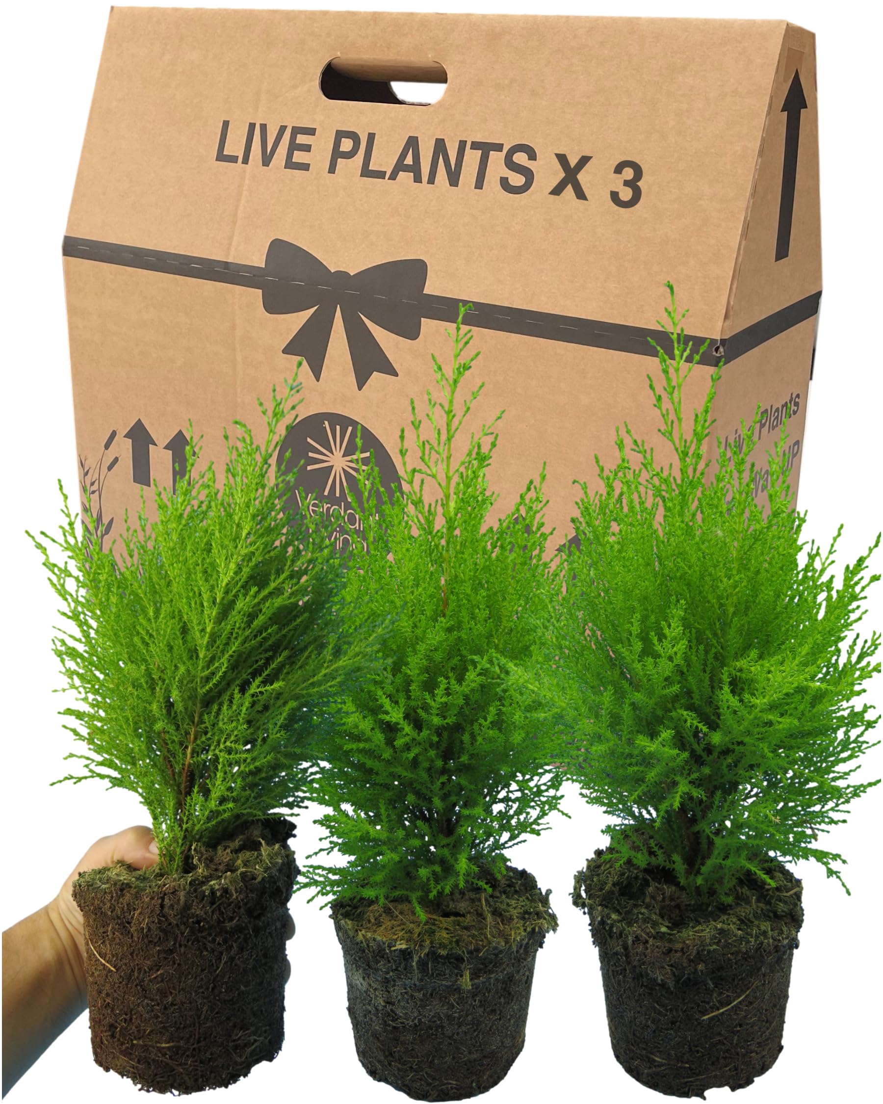 3 Small Conifers for Pots - Grown in Large 1Ltr Pots. Easy Care, Established Ornamental Hardy Garden Ready Evergreen Cupressus Goldcrest Wilma. Perfect as a Centrepiece in Baskets, Tubs & Patio Pots.