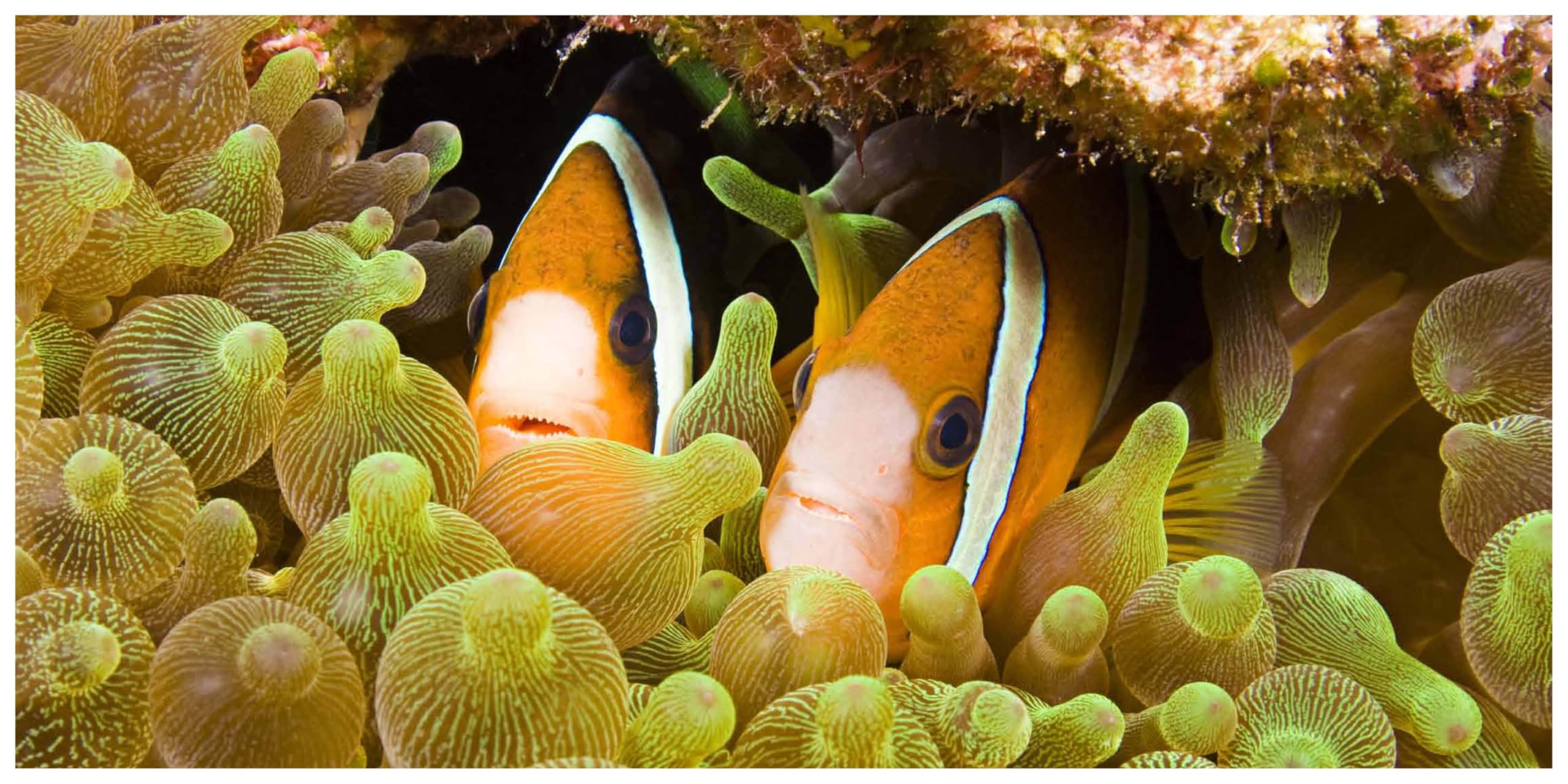 The Life And Love Of The Sea: Photographs