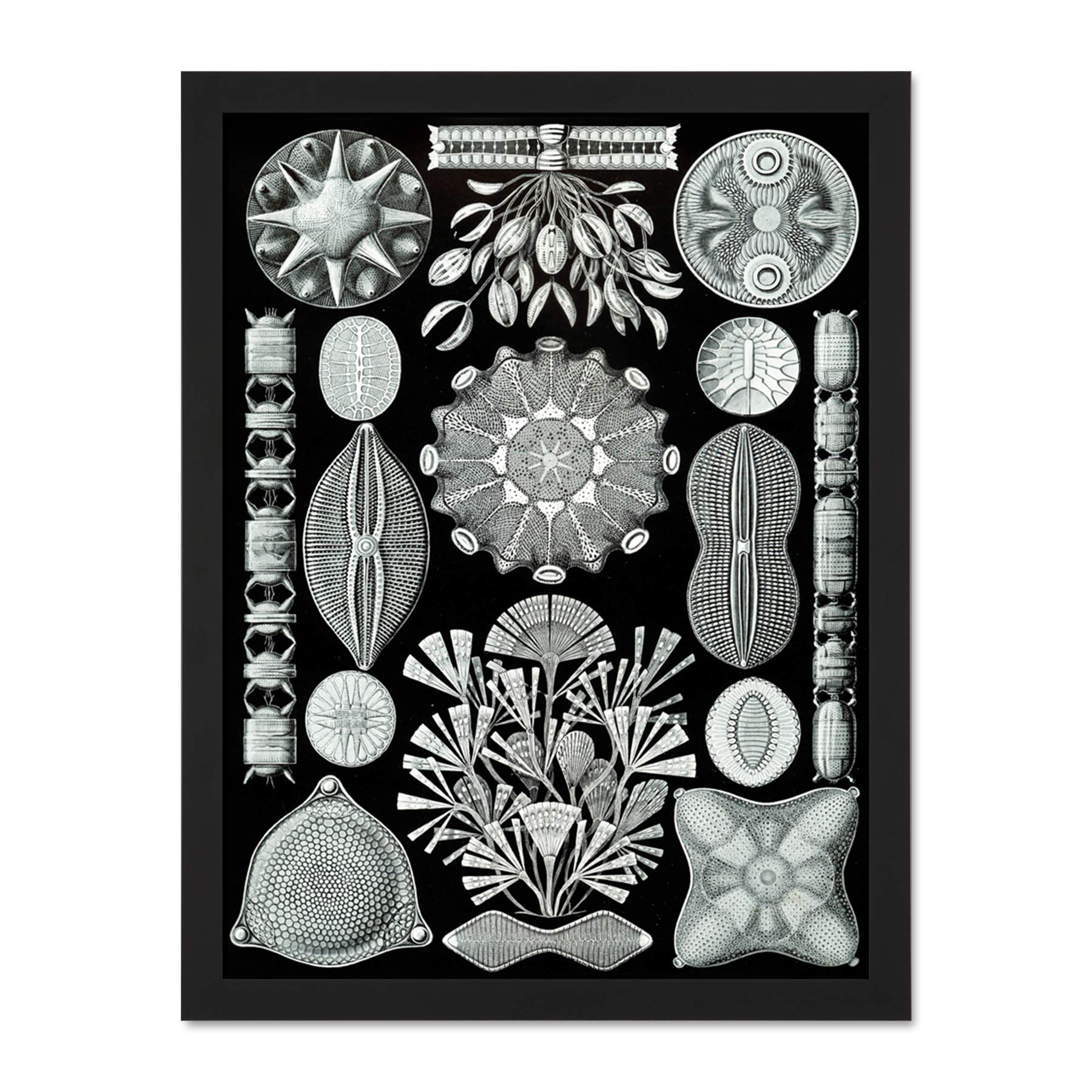 Wee Blue Coo 84Th Plate Ernst Haeckel Kunstformen Der Natur Diatoms Large Framed Art Print Poster Wall Decor 18X24 Inch
