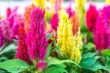 Seeds Plumed Cockscomb 200+ Seeds to Grow Celosia Argentea VAR. Plumosa Feather Celosia Easy to Grow Annual Multicolor Mix