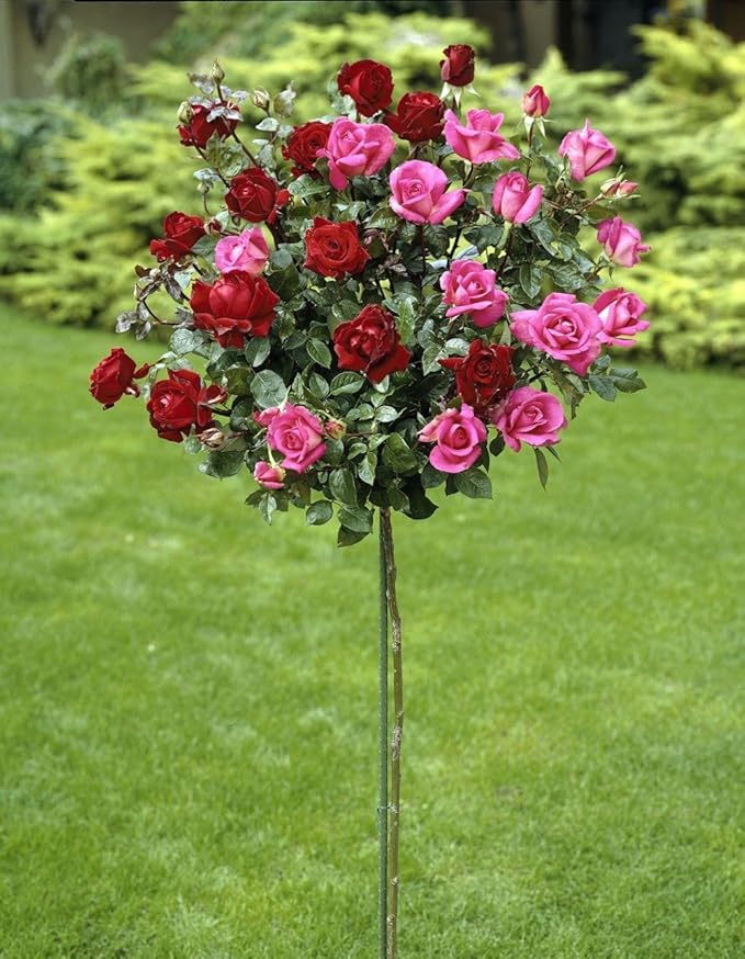 Dominik Blumen und Pflanzen, Rosenstämmchen "zwei auf eins", 1 Pflanze