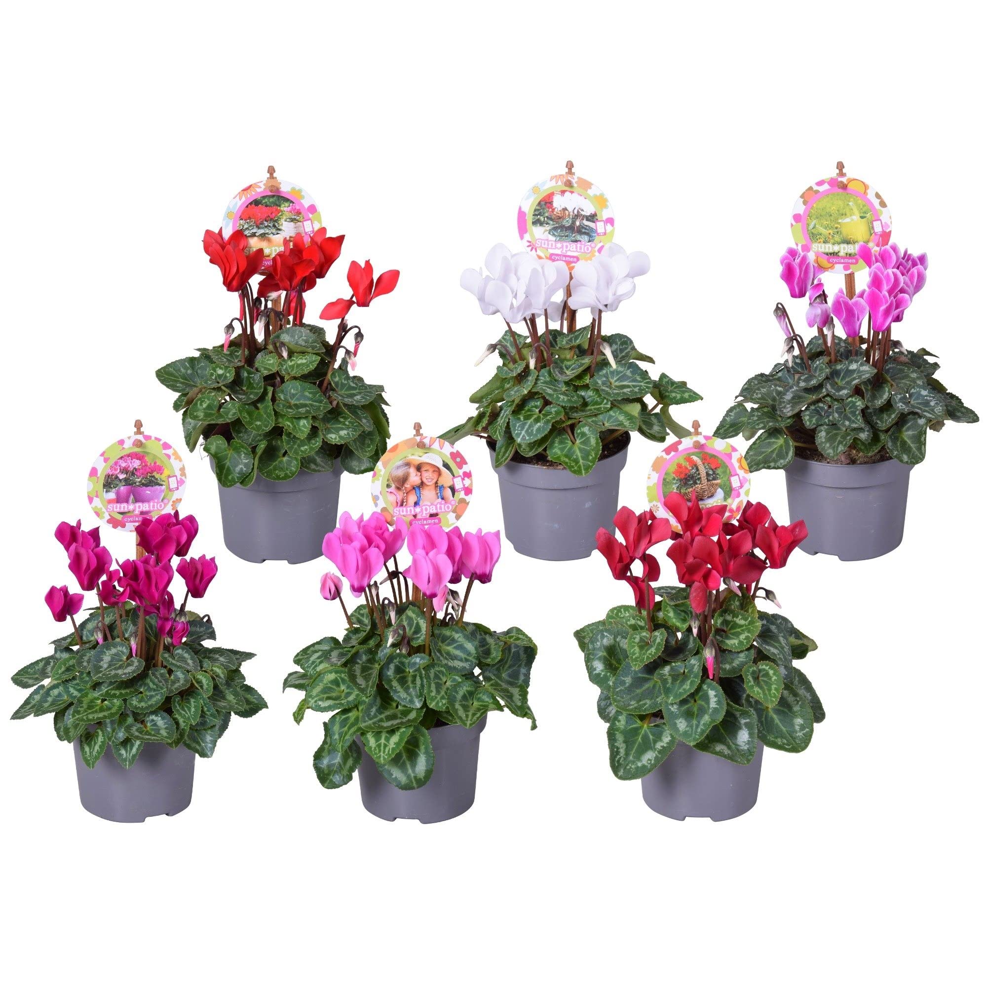 DECOALIVE Cyclamen de Invierno y Primavera Pack 6 Plantas Naturales con Flores