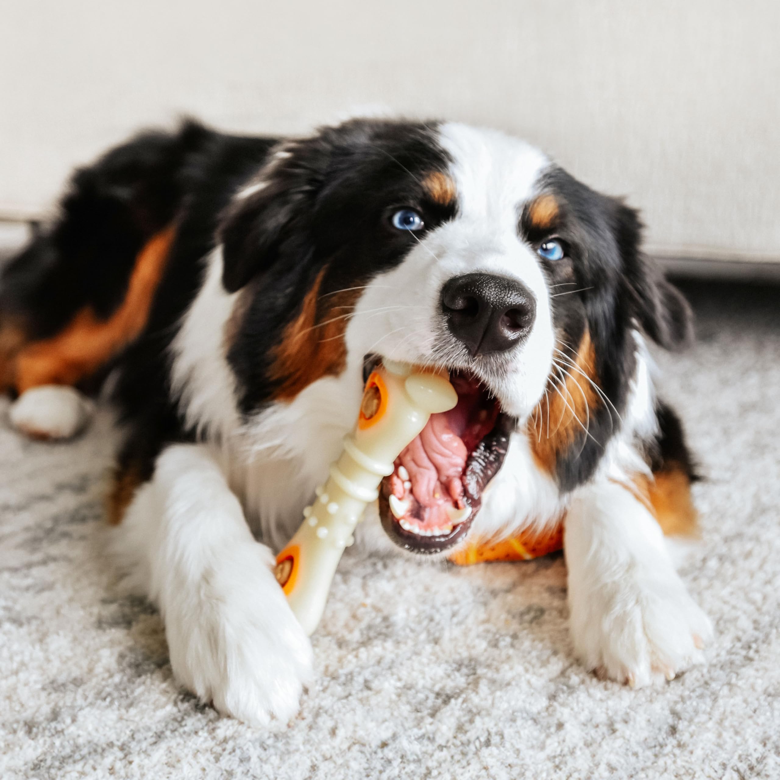 Nylabone Power Chew Knuckle Bone & Pop-In Treat Toy Combo kurczak smak duży/gigantyczny - do 22,7 kg.