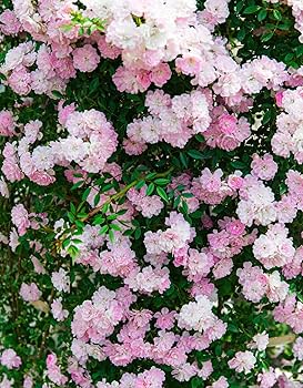 81o7lWdA03L._AC_UF350,