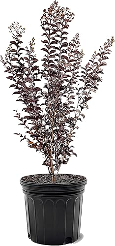 Vista 13 de American Plant Exchange Black Diamond Shell Pink Crape Myrtle Tree Live, maceta de 1 galón, 1-1.5 pies de alto, flores rosas vibrantes, tolerantes a