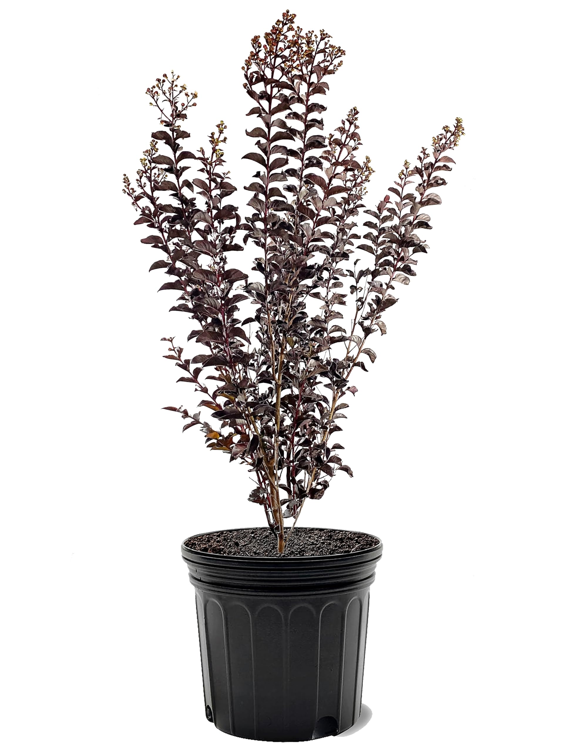 American Plant Exchange Lunar Magic Crape Myrtle Tree Live, 7-Gallon Pot
