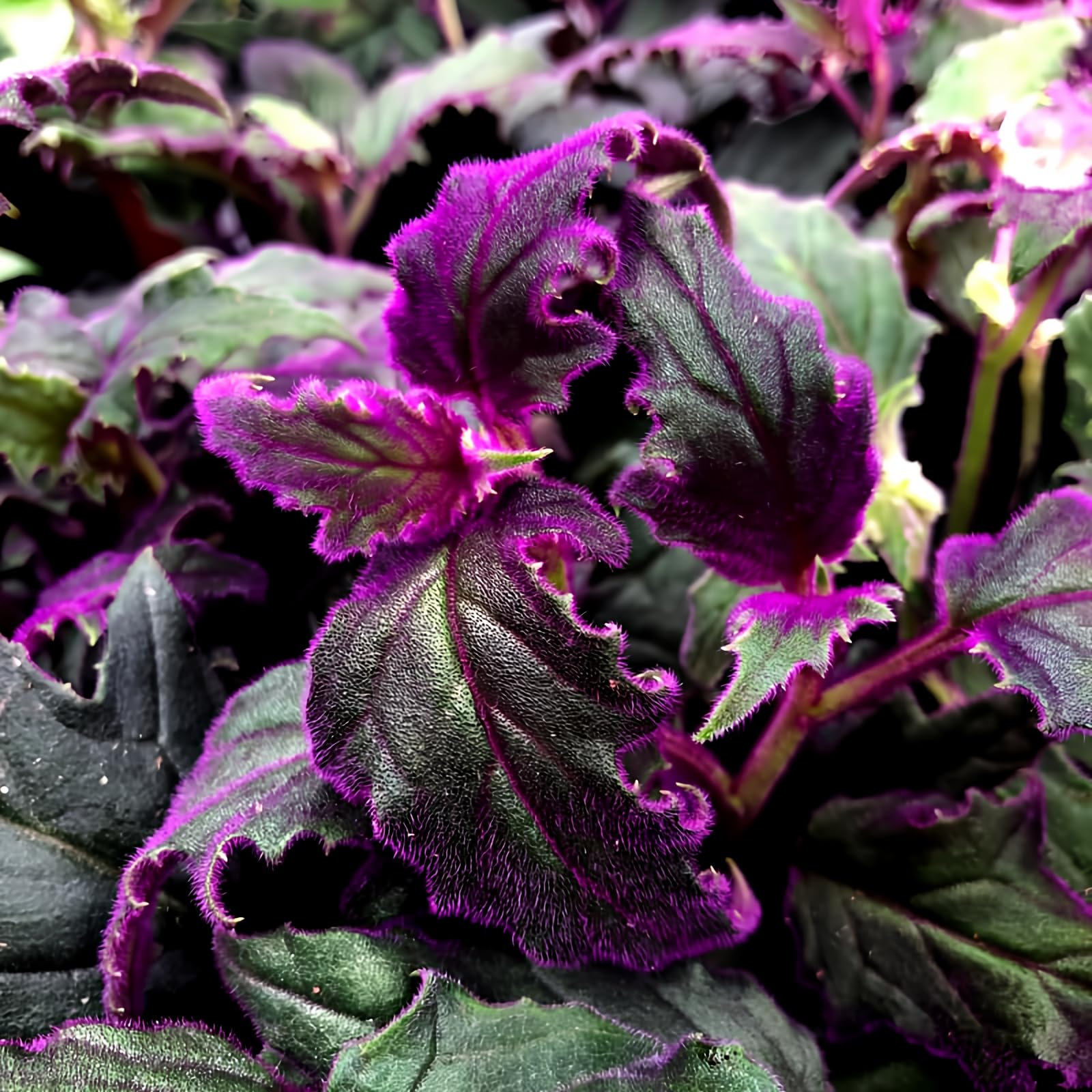 2 Purple Passion Plants