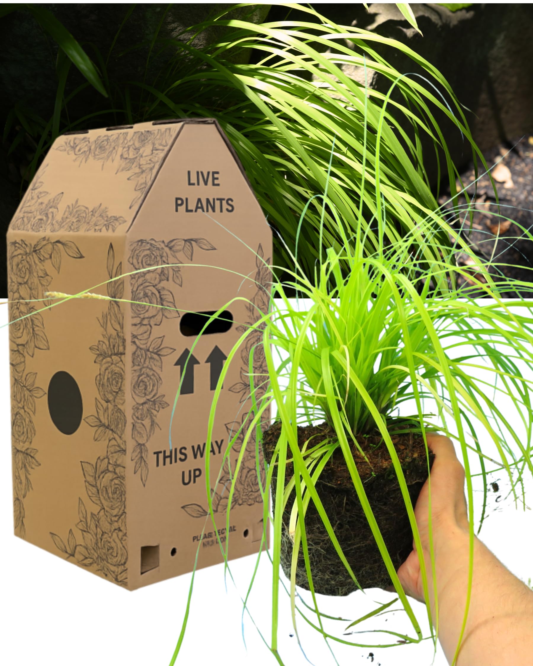 Verdant Living Everillo Carex Ornamental Grass - Decorative Evergreen Perennial Sedge for Borders, Containers & Gardens. 1x Large, Well Established 2L Rootball. Outdoor Garden Ready & Peat Free — image 1