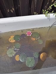 WASSERPFLANZEN WOLFF Teichpflanzen Set - 4er Mix Für Klare Teiche Im Herbst & Winter