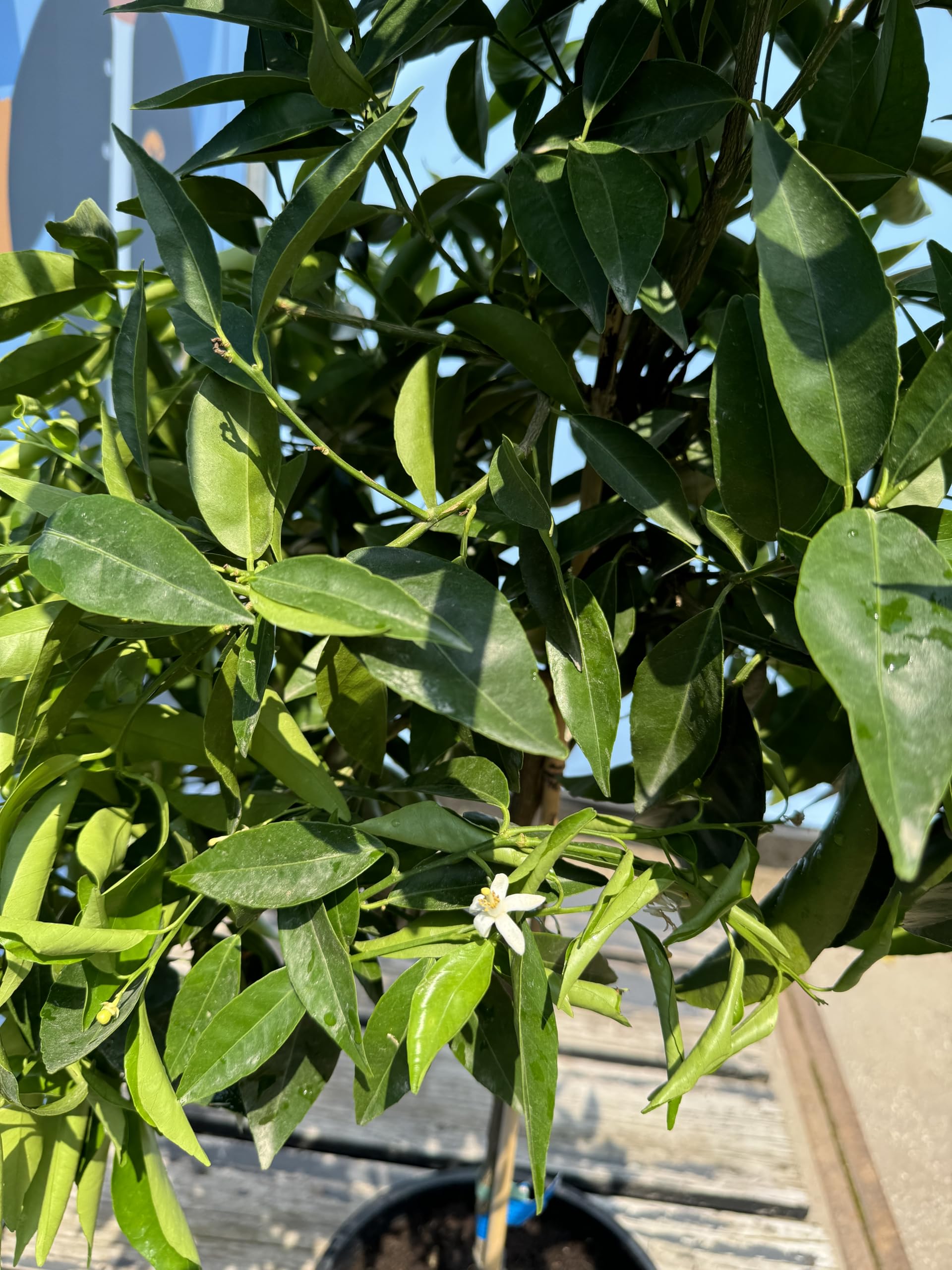 Mandarynka Citrus Reticulata drzewo śródziemnomorskie kwitnące owoce jadalne 150cm doniczka