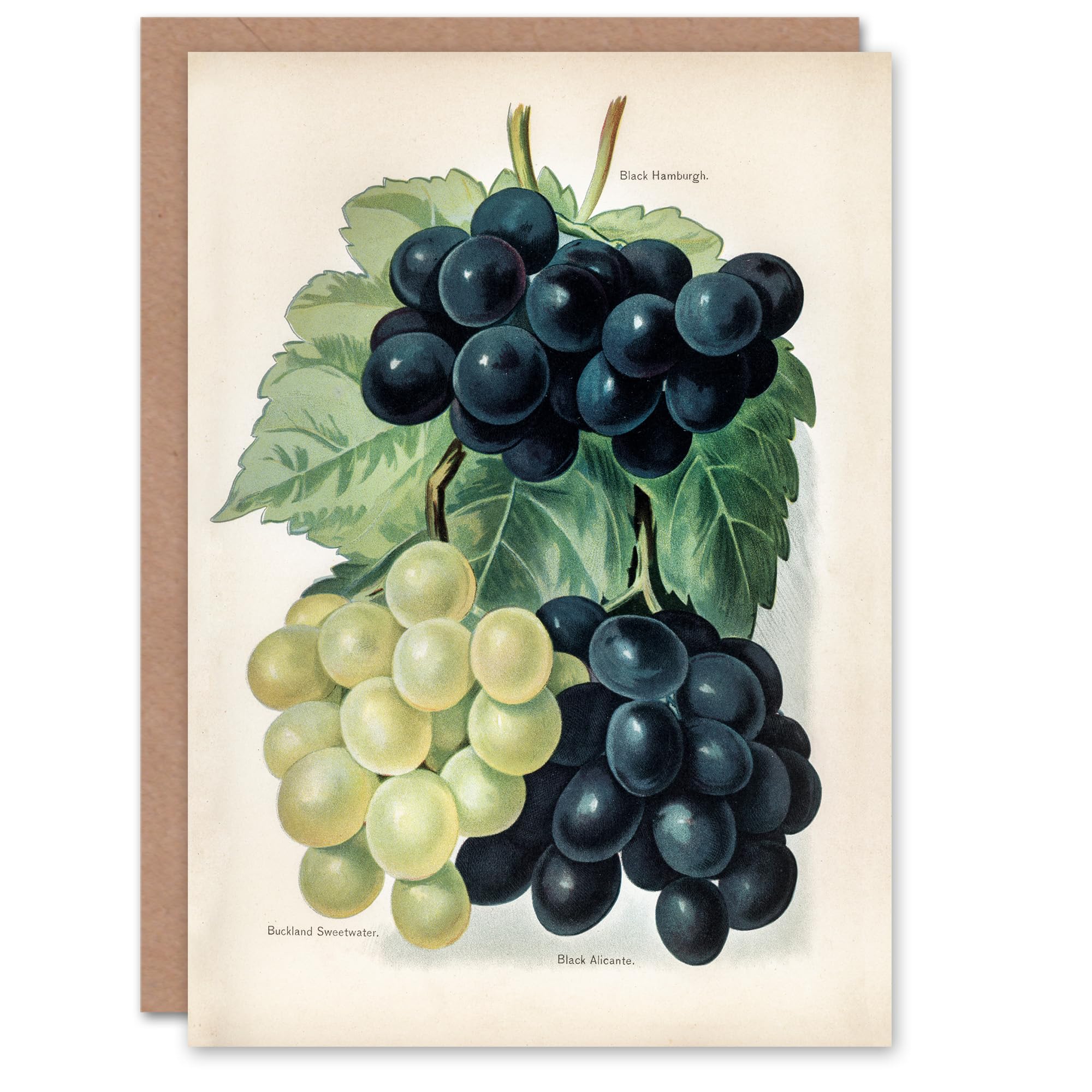 Artery8 John Wright Art Card Vintage Illustration of Grape Varieties