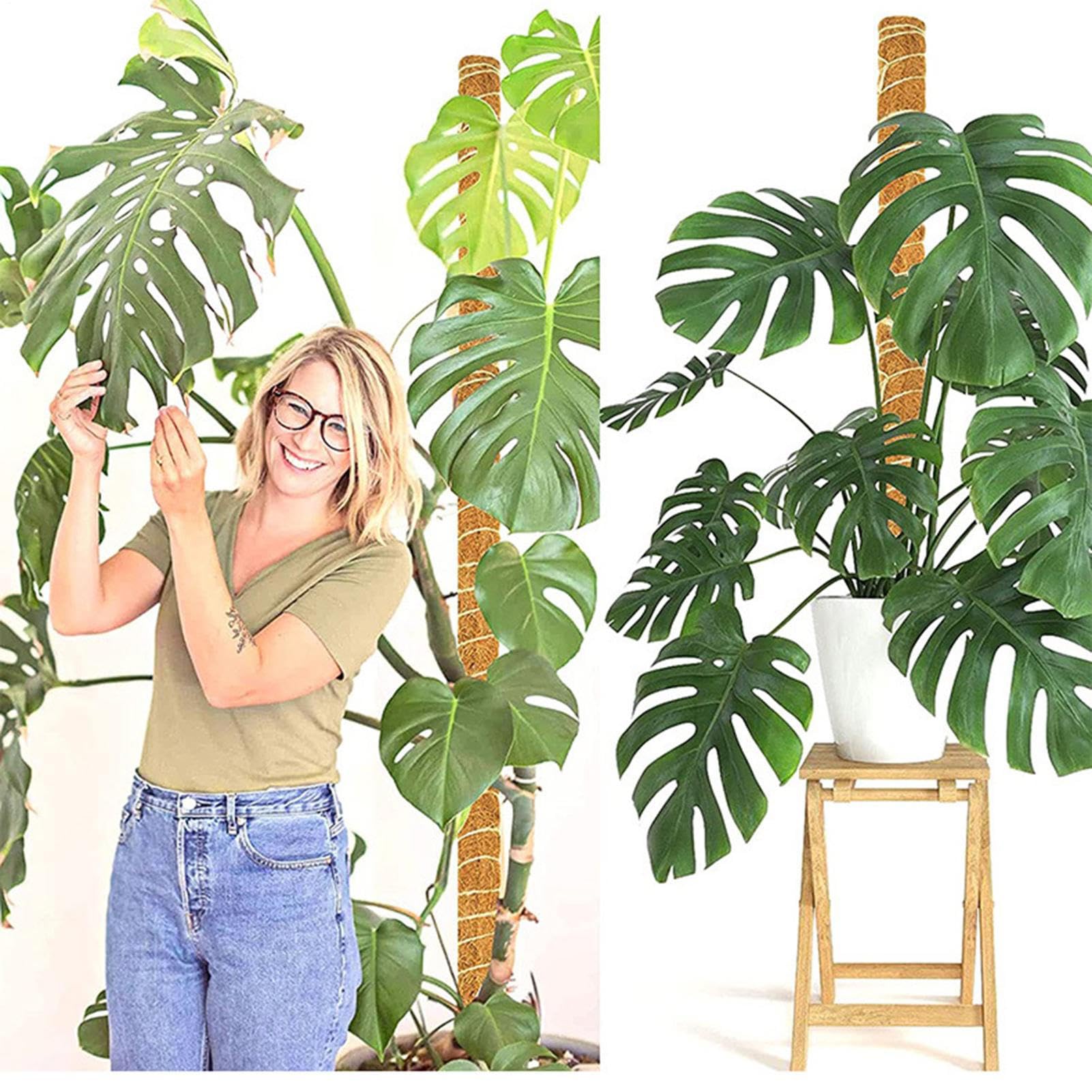 Moosstäbe Für Kletterpflanzen 4 Stück 40cm Natürliche Rankstäbe | Monstera Rankhilfe Pflanzenstütze Aus Stäben Für Efeu Wohnung Büro Balkon Garten Terrasse Gartenarbeit
