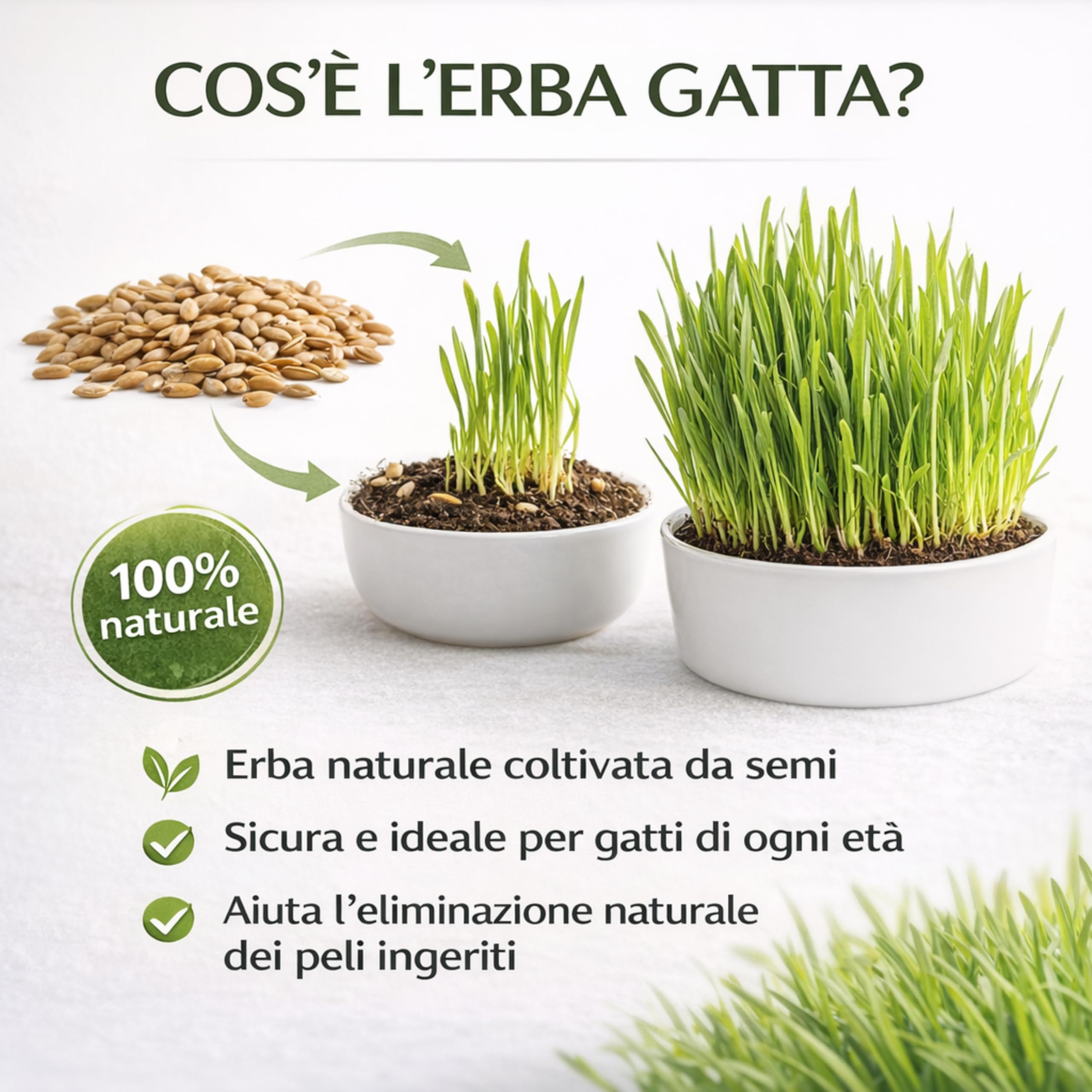 AGRI-CULTURA® | Semi Erba Gatta Naturale | Bustina di Semi di Erba per Gatti Facile da Coltivare in Casa | Favorisce la Digestione e Riduce i Boli di Pelo.