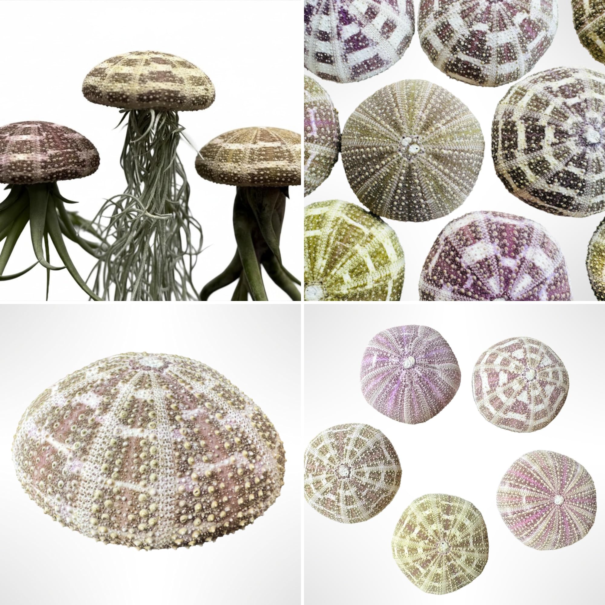 Trendyairplants - Lot de 3 Plantes Aériennes Réelles Tillandsia avec Coquilles d'Oursin Alfonso - Décoration Naturelle Intérieure - Purificateur d'Air - Facile d'Entretien - Cadeau Original