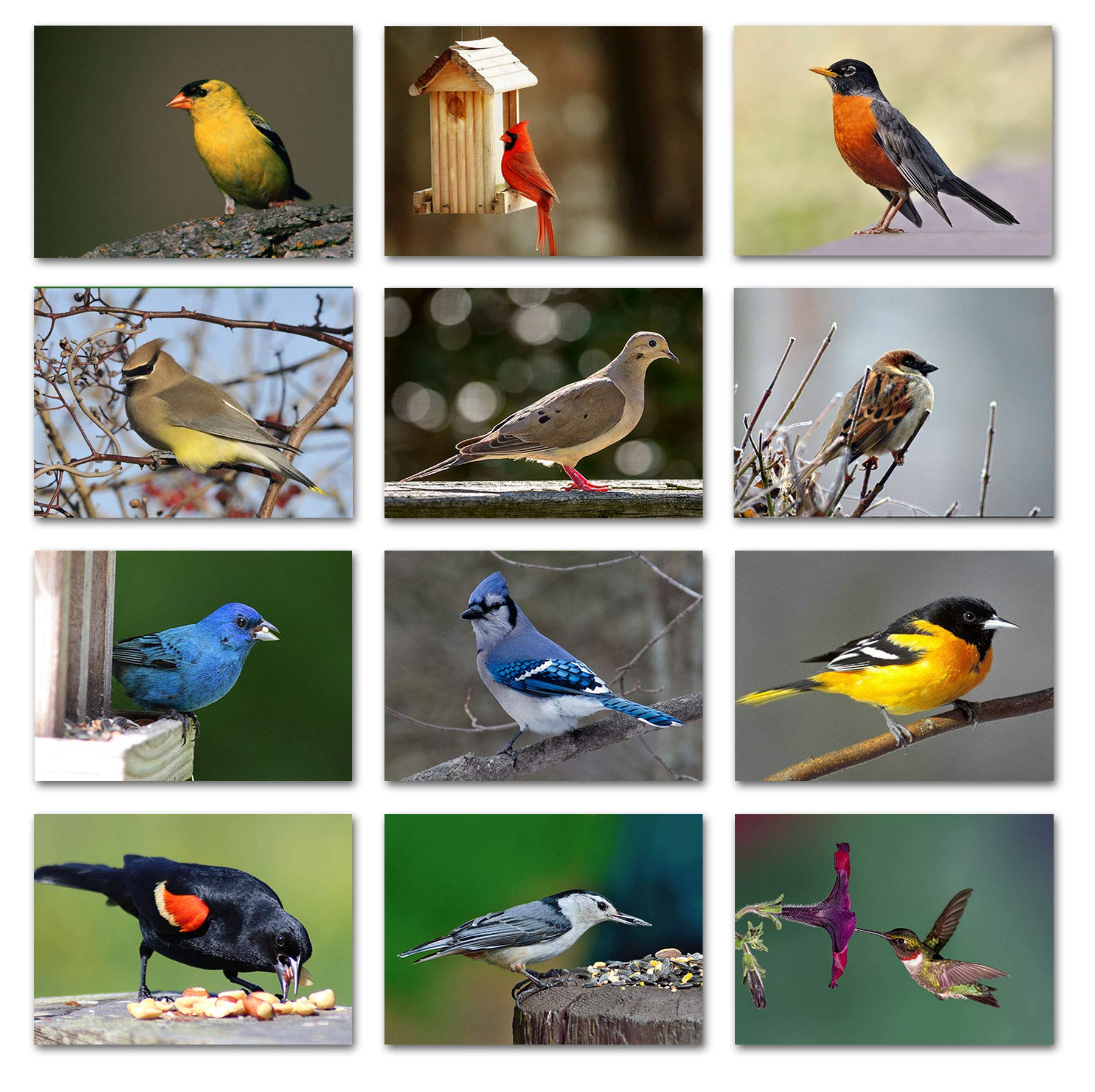 Small World Greetings Midwest Backyard Bird Note Cards With Identification Card 12 Count-Blank Inside with White Envelopes-A2 Size 5.5" x 4.25"