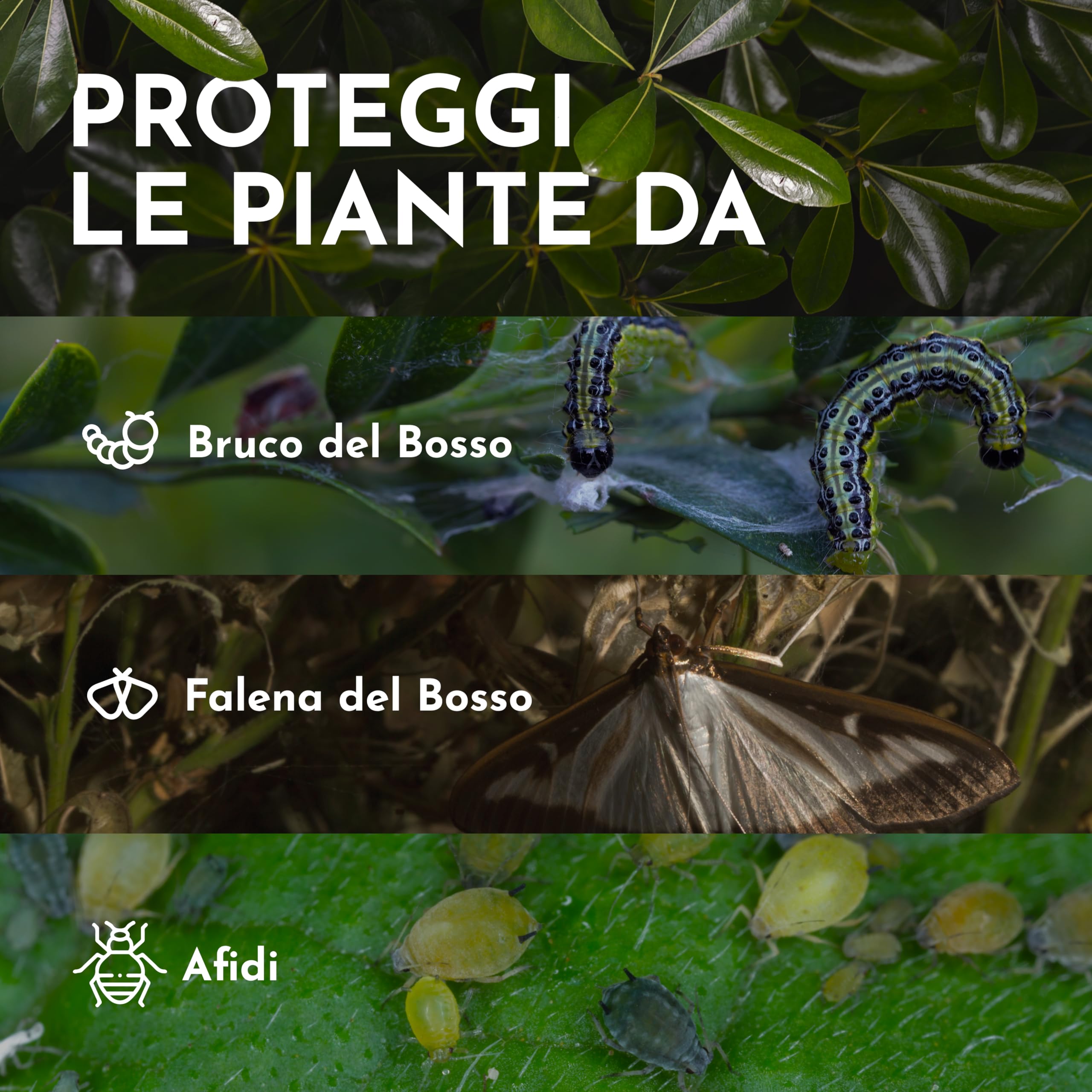 Spray Antiparassitario Piante -500ml- Contro Piralide del Bosso, Bruchi, Larve e Afidi - Protezione Naturale per Bosso, Siepi, Rose e Orto - Con Olio di Timo e Olio di Citronella