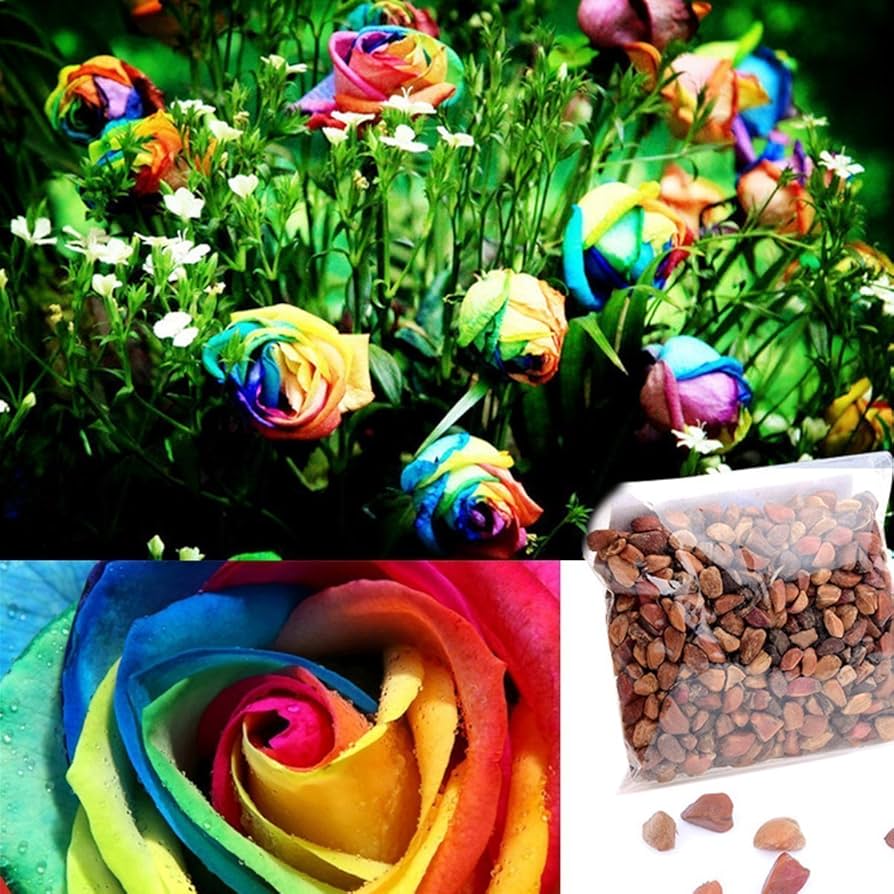 raibow-rose 1000Pcs Beautiful Rainbow Rose Seeds Multi-colored Rose