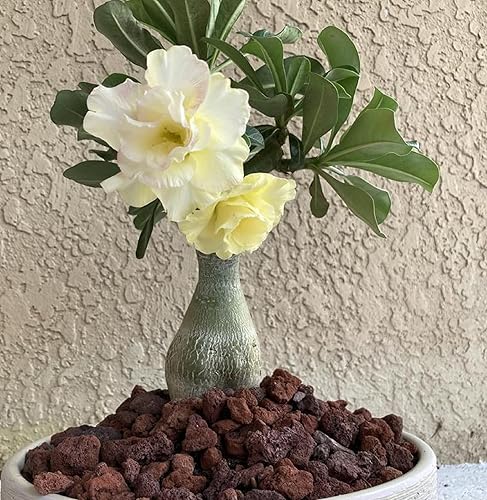 CHUXAY GARDEN Semillas de rosa del desierto blancas amarillas Adenium Obesum Impala Lily 4 semillas planta floreciente perenne flor de belleza ideal