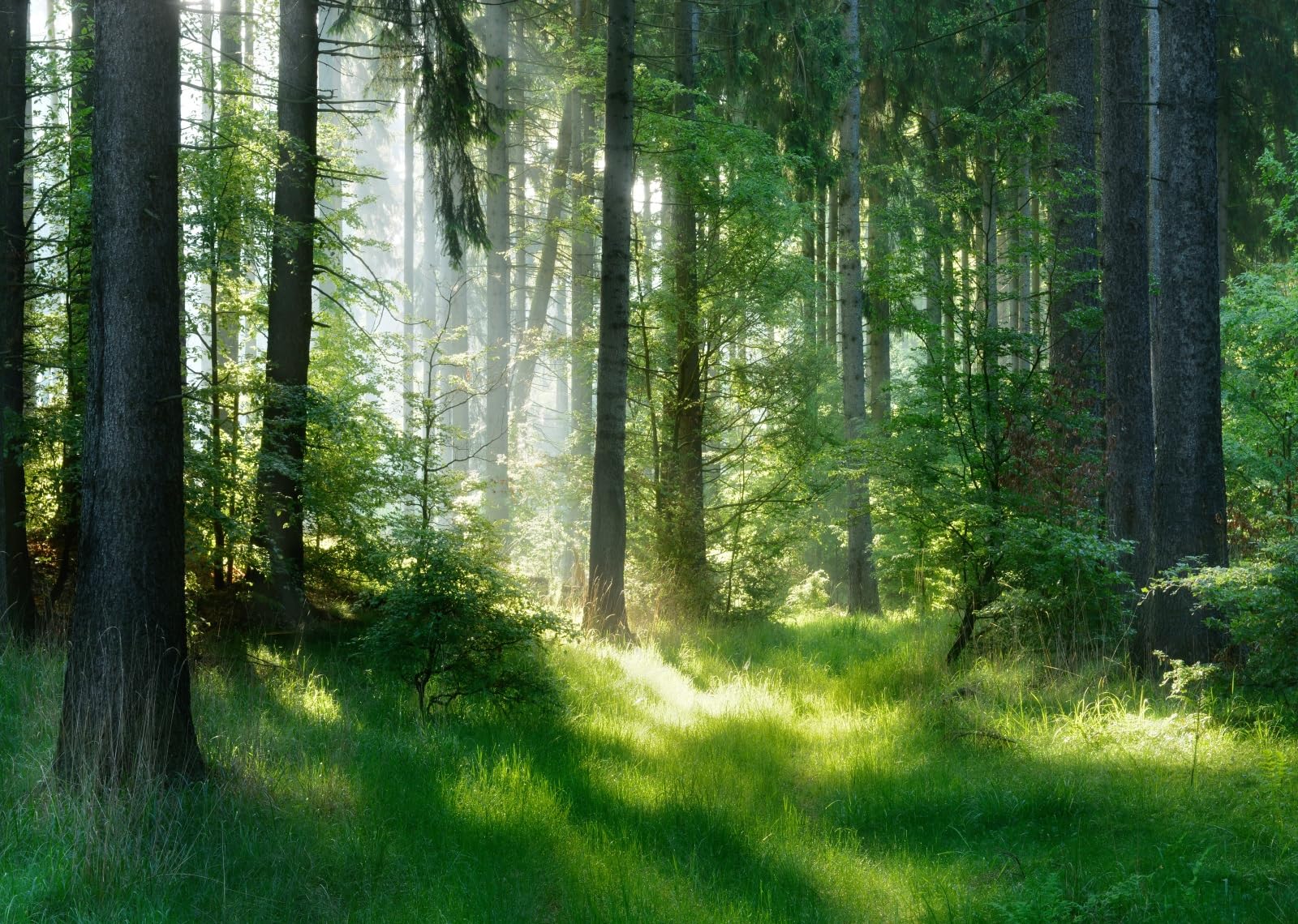 Décor nature forestière fraîche pour habiller un mur de studio - 8