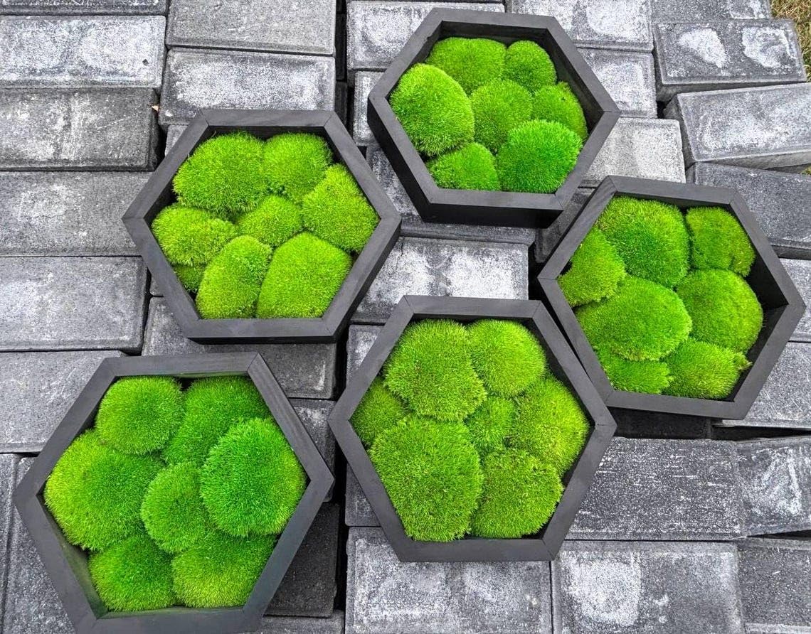 Moss Hexagons