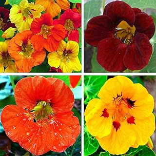 CEMEHA SEEDS - Nasturtium Mix Indian Cress Creeping Annual Flowers for Planting
